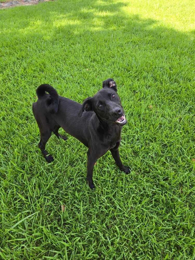 Juniper, Adoptable, Adult Female Labrador Retriever & Schnauzer.
