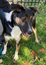 Wiggles, Adoptable, Adult Male Australian Shepherd.