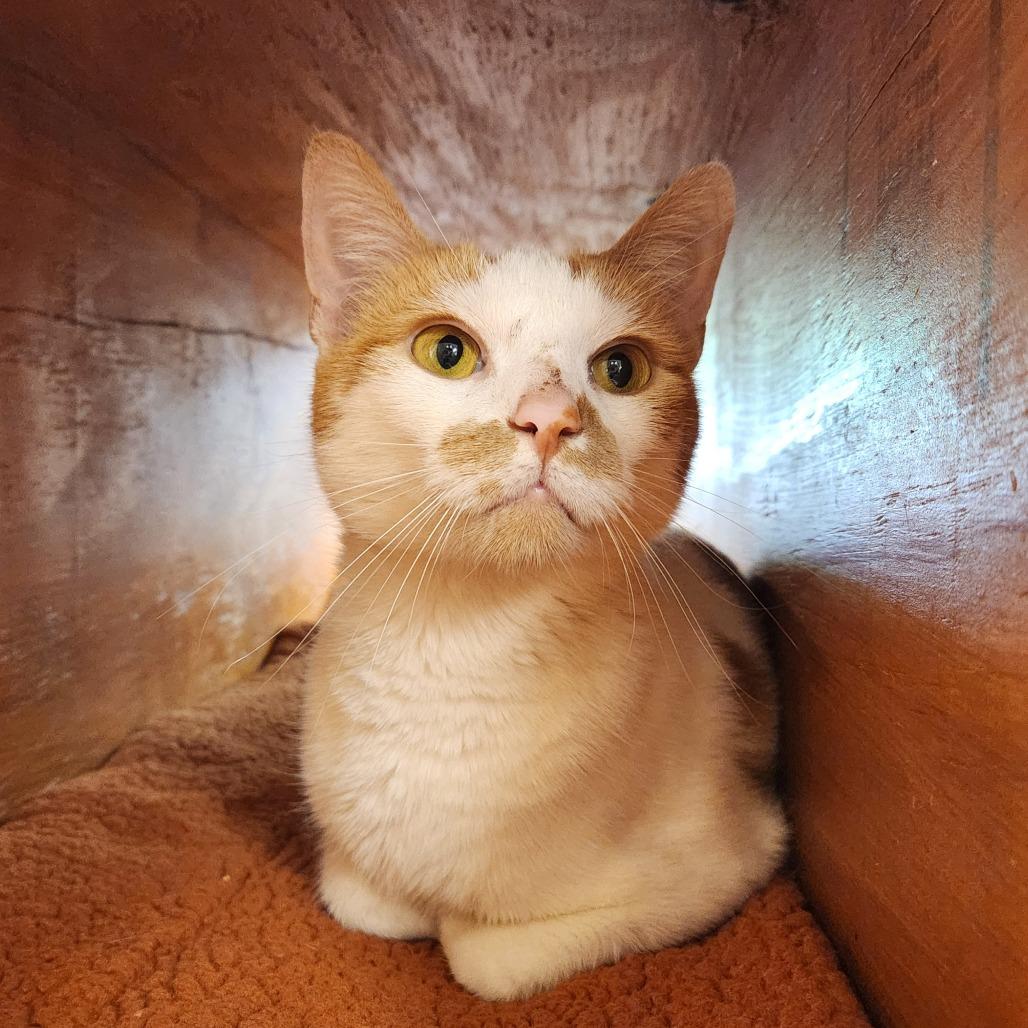 Mango, Adoptable, Young Female Domestic Short Hair.