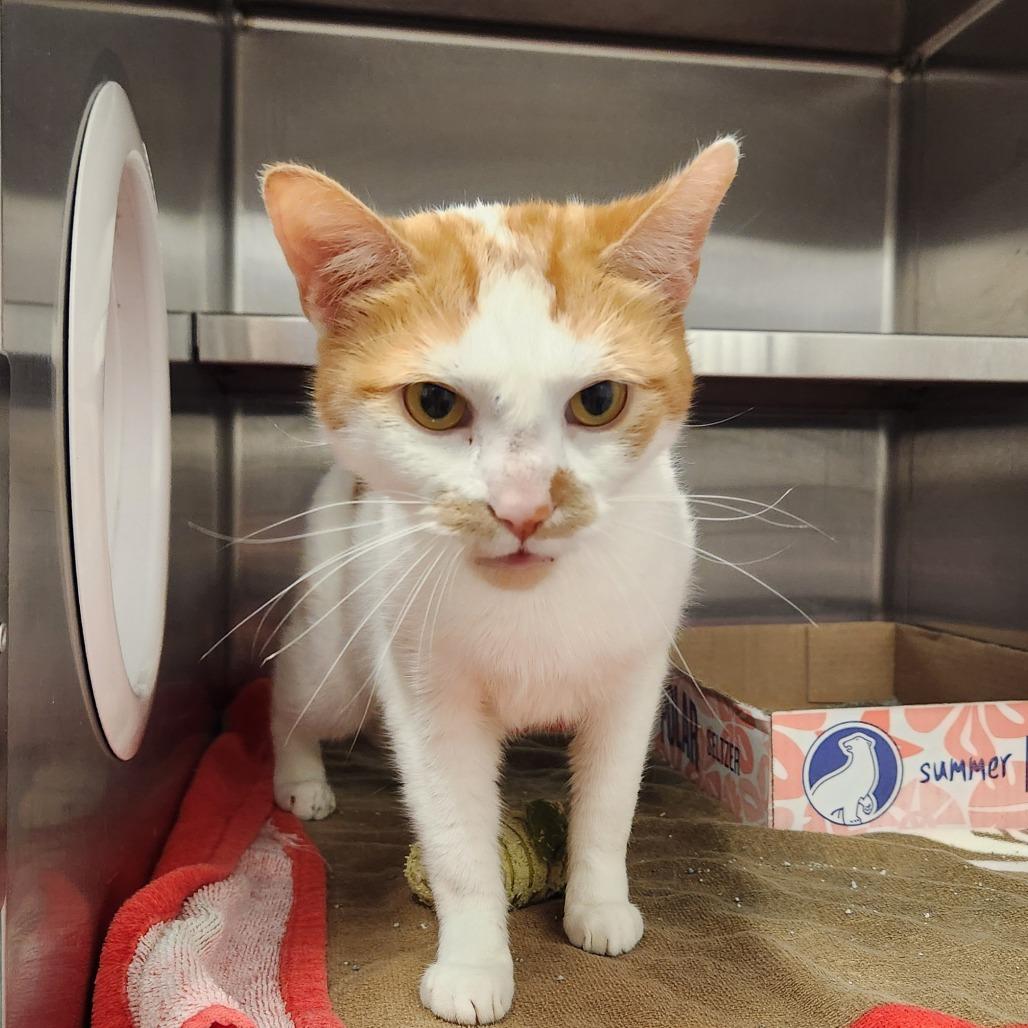 Enlarge Mango, a Adoptable Domestic Short Hair in Delaware, OH image 2/5