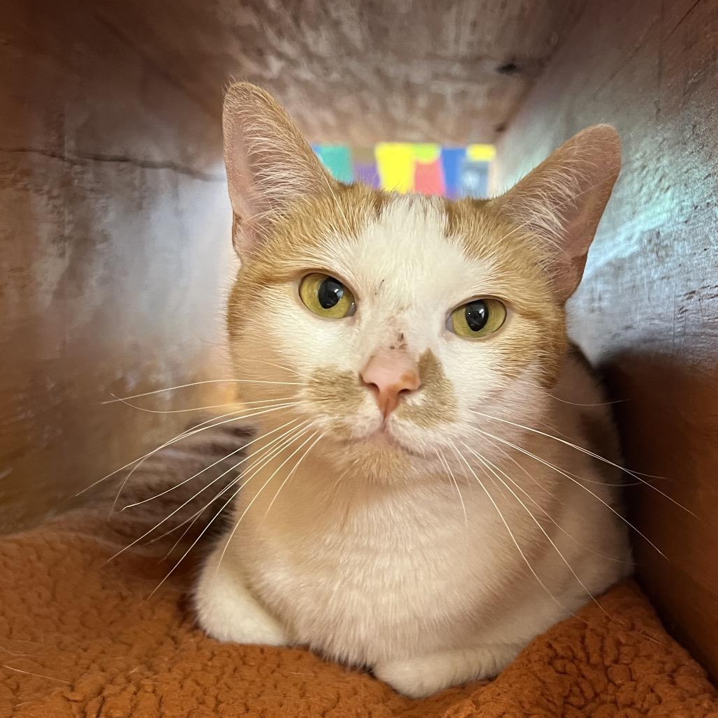 Enlarge Mango, a Adoptable Domestic Short Hair in Delaware, OH image 3/5