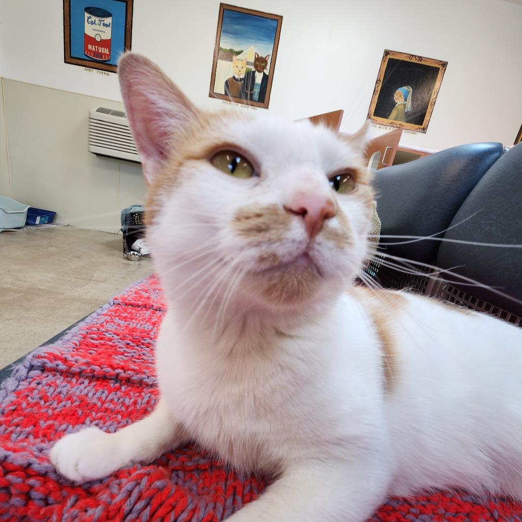 Enlarge Mango, a Adoptable Domestic Short Hair in Delaware, OH image 4/6