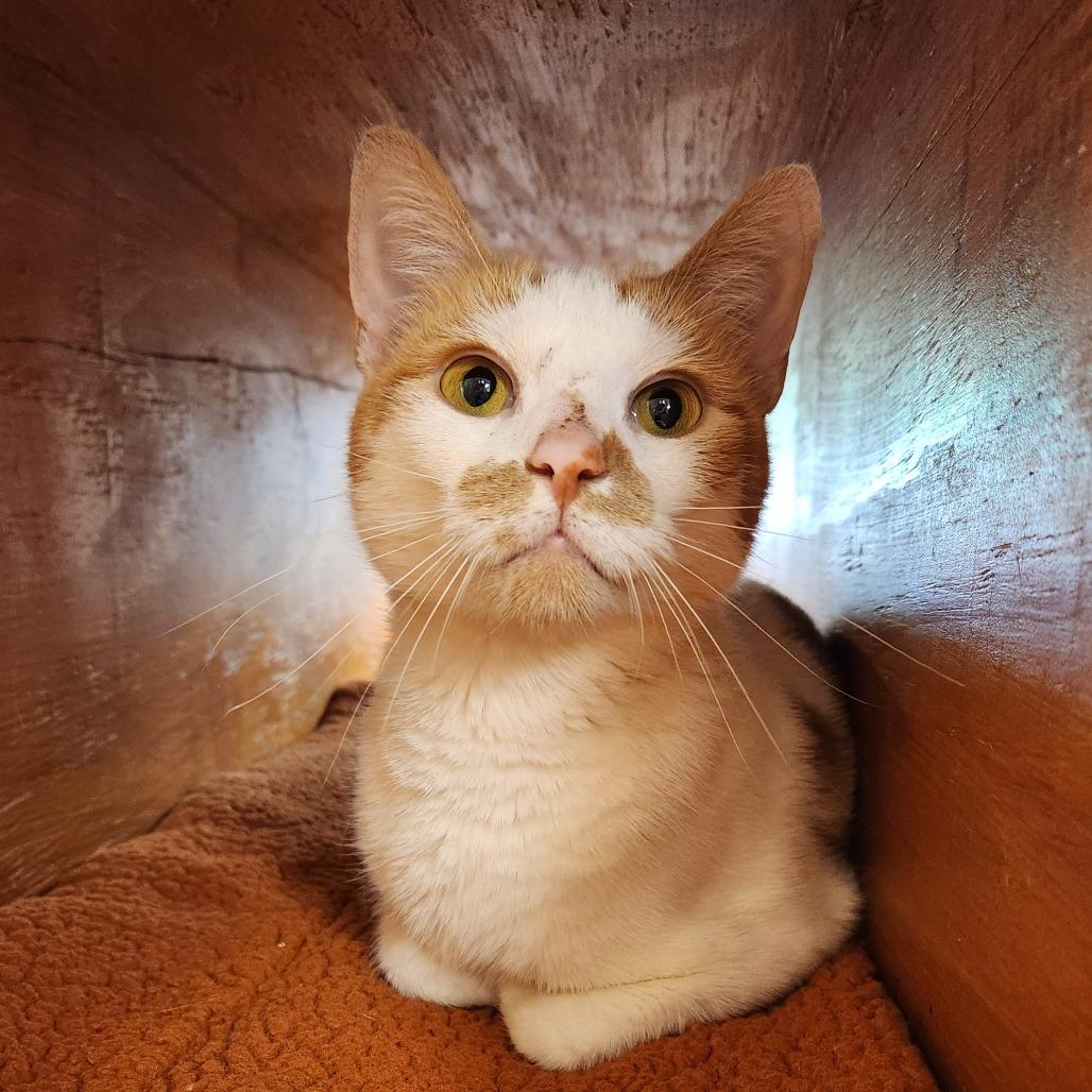 Enlarge Mango, a Adoptable Domestic Short Hair in Delaware, OH image 4/5