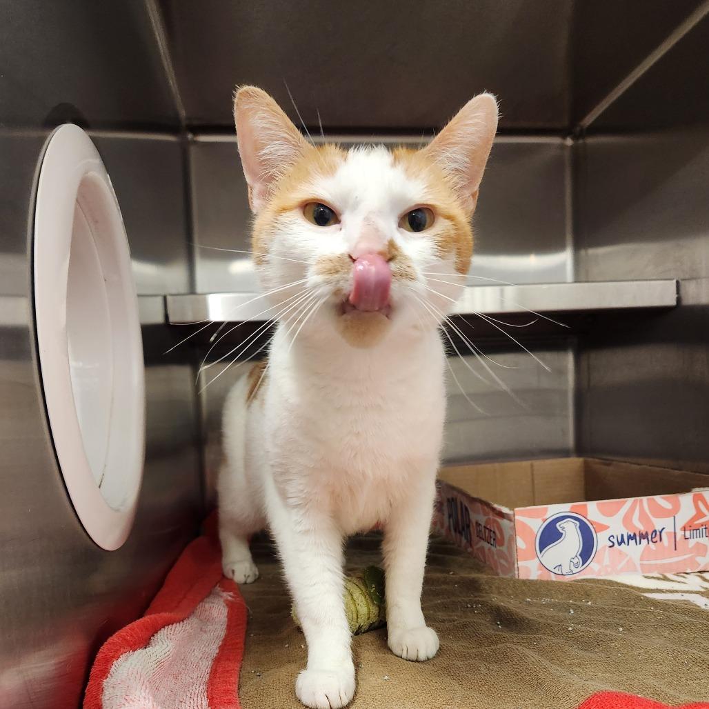 Enlarge Mango, a Adoptable Domestic Short Hair in Delaware, OH image 5/5