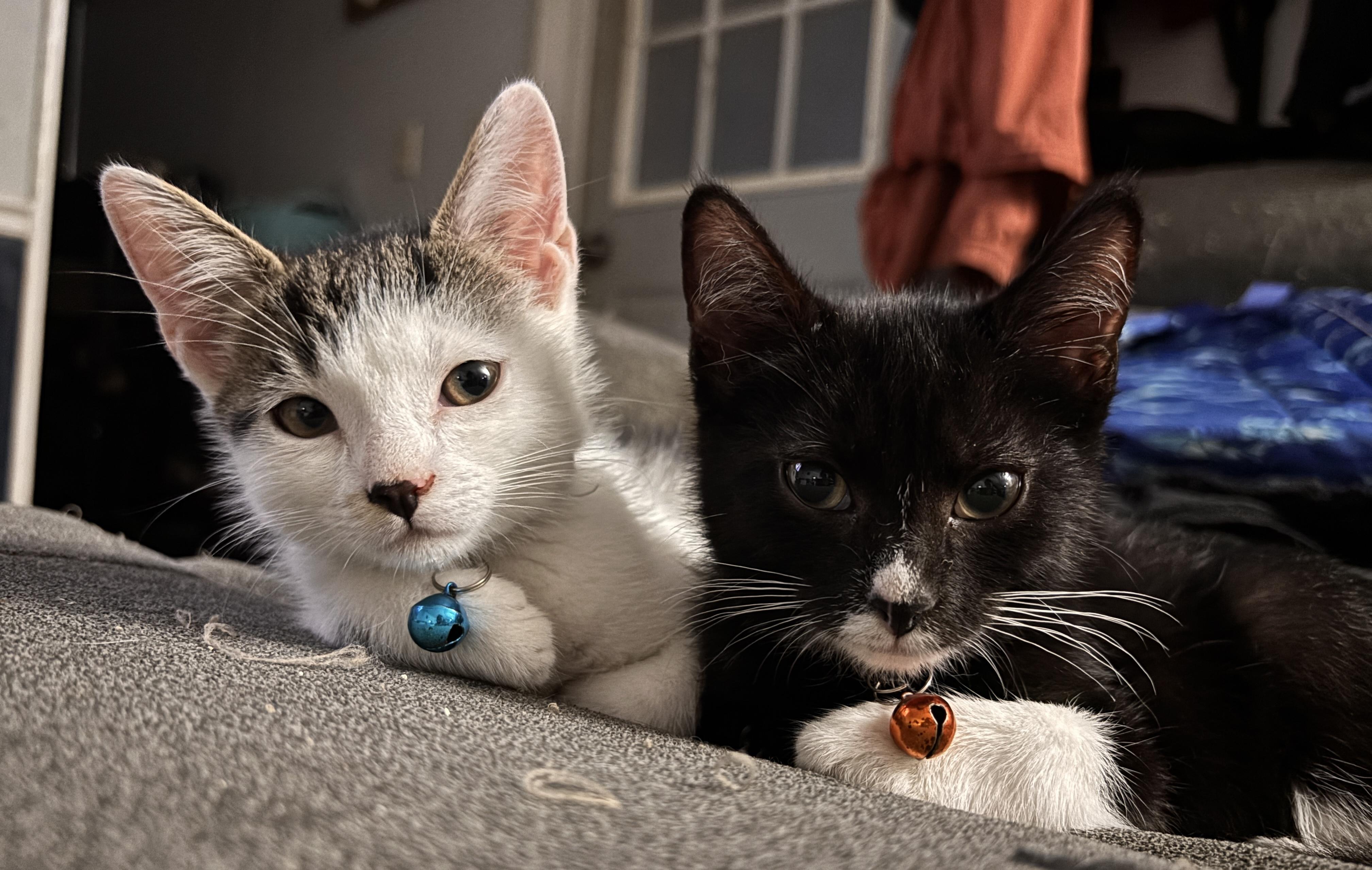 Lucky and Moose photo