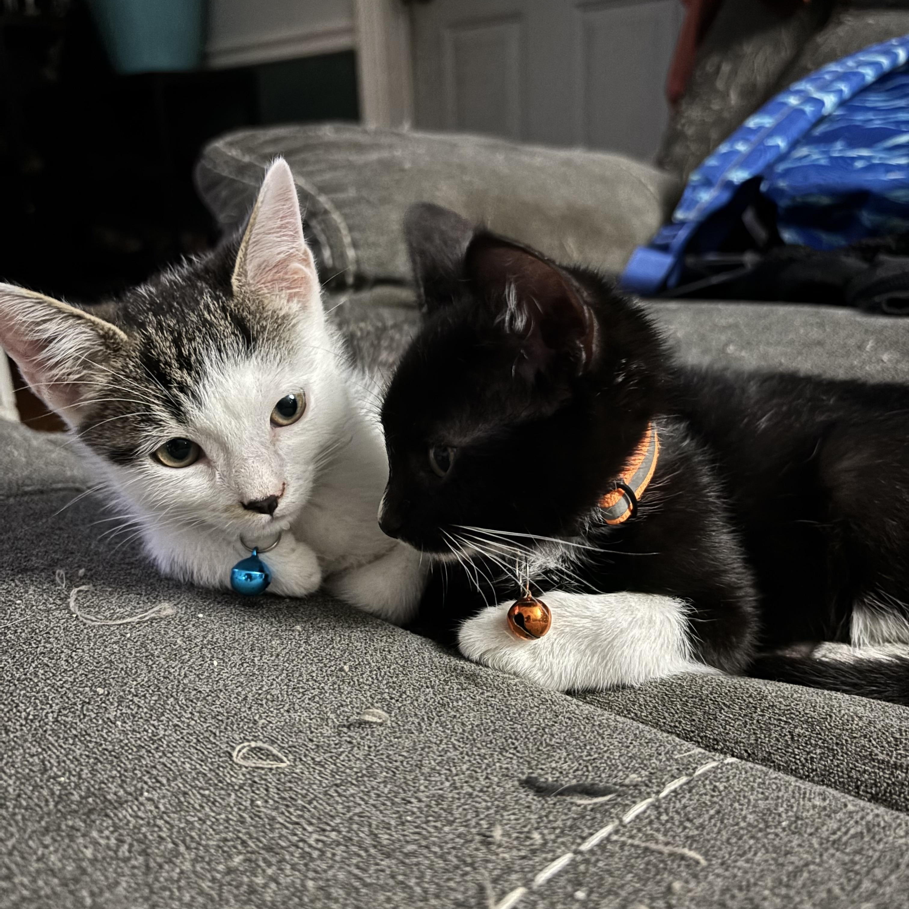 Enlarge Lucky and Moose, a Adoptable American Shorthair in Wadsworth, IL image 5/6