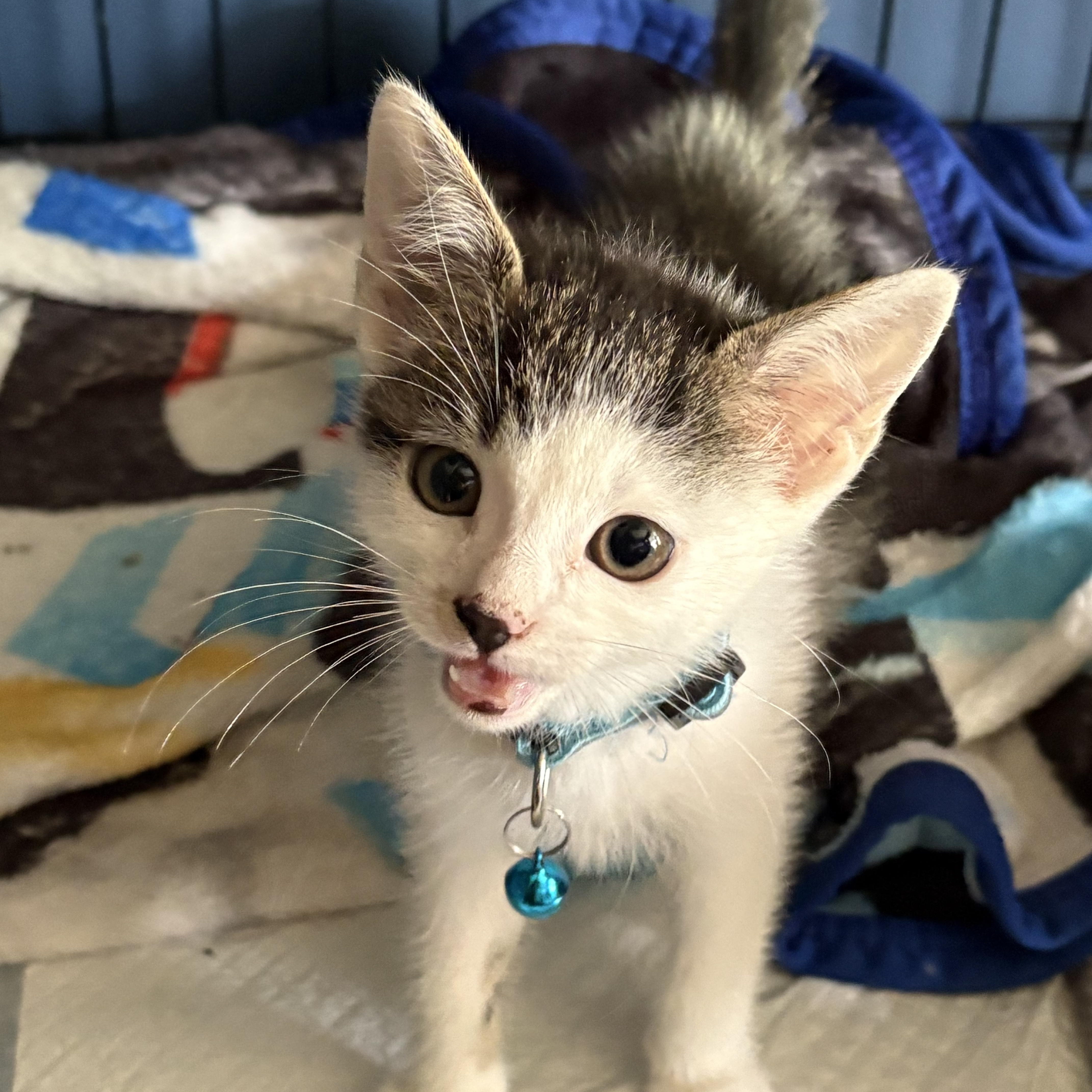 Enlarge Lucky and Moose, a Adoptable American Shorthair in Wadsworth, IL image 2/6
