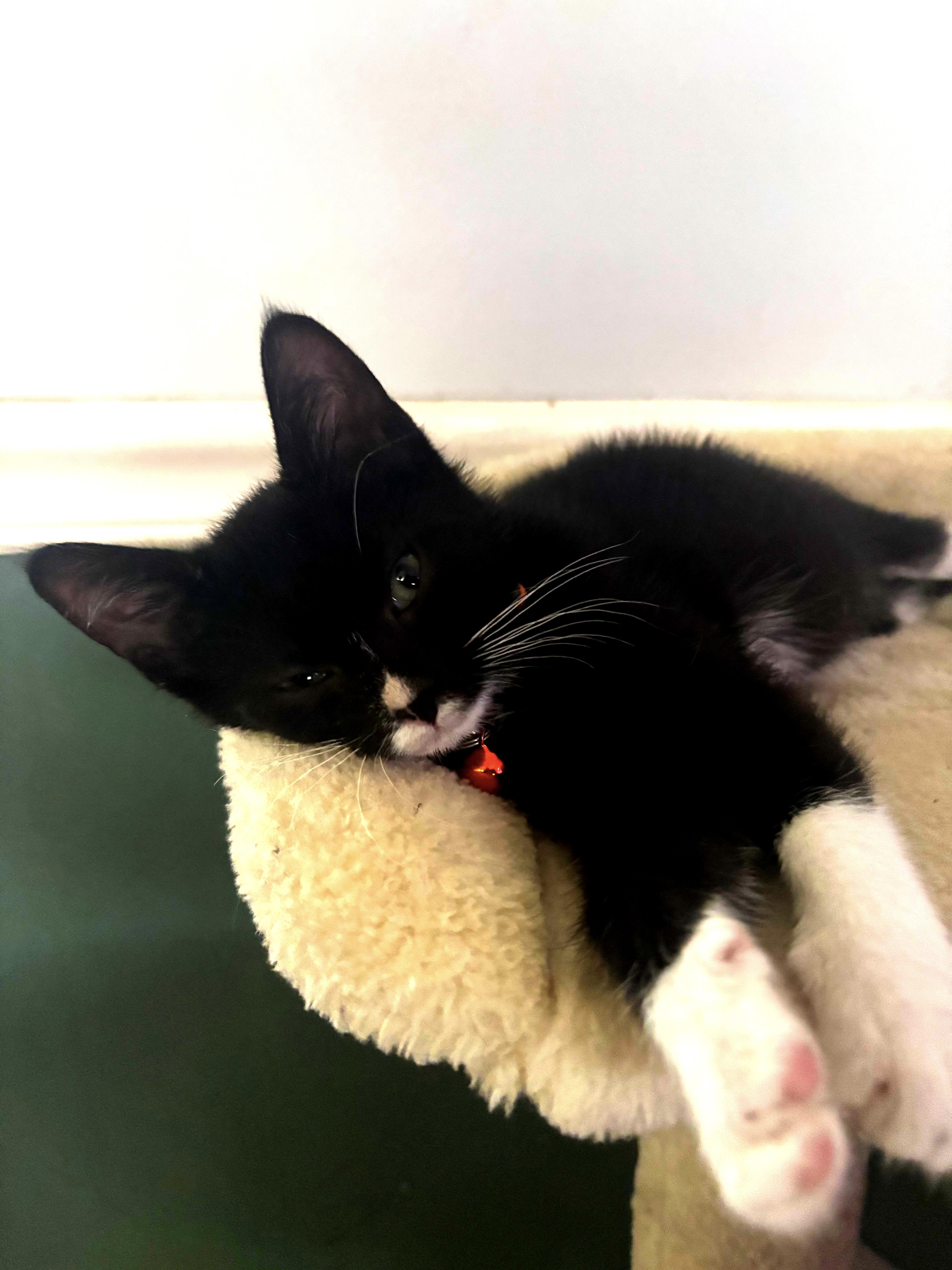 Enlarge Lucky and Moose, a Adoptable American Shorthair in Wadsworth, IL image 6/6