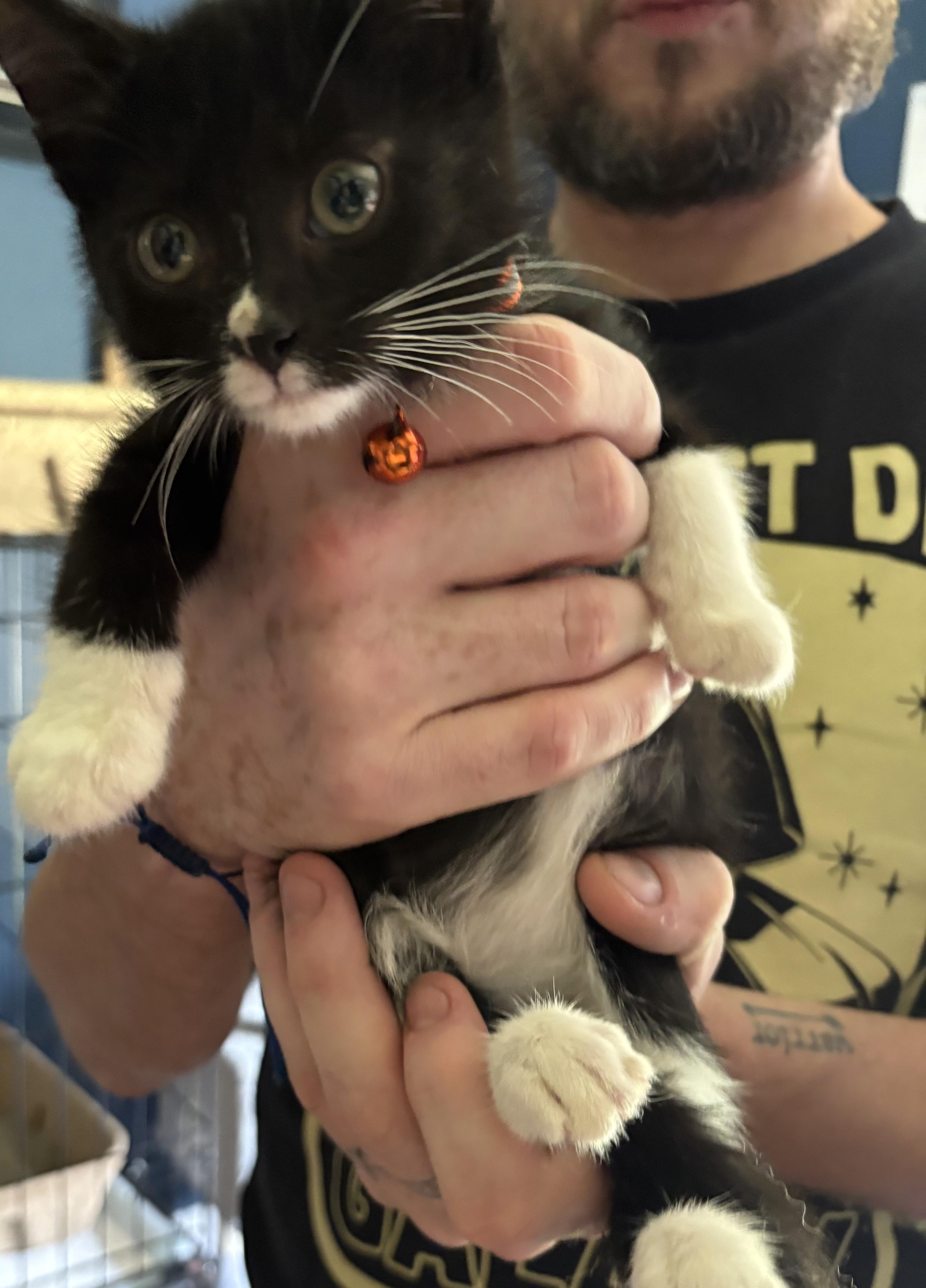 Enlarge Lucky and Moose, a Adoptable American Shorthair in Wadsworth, IL image 3/6