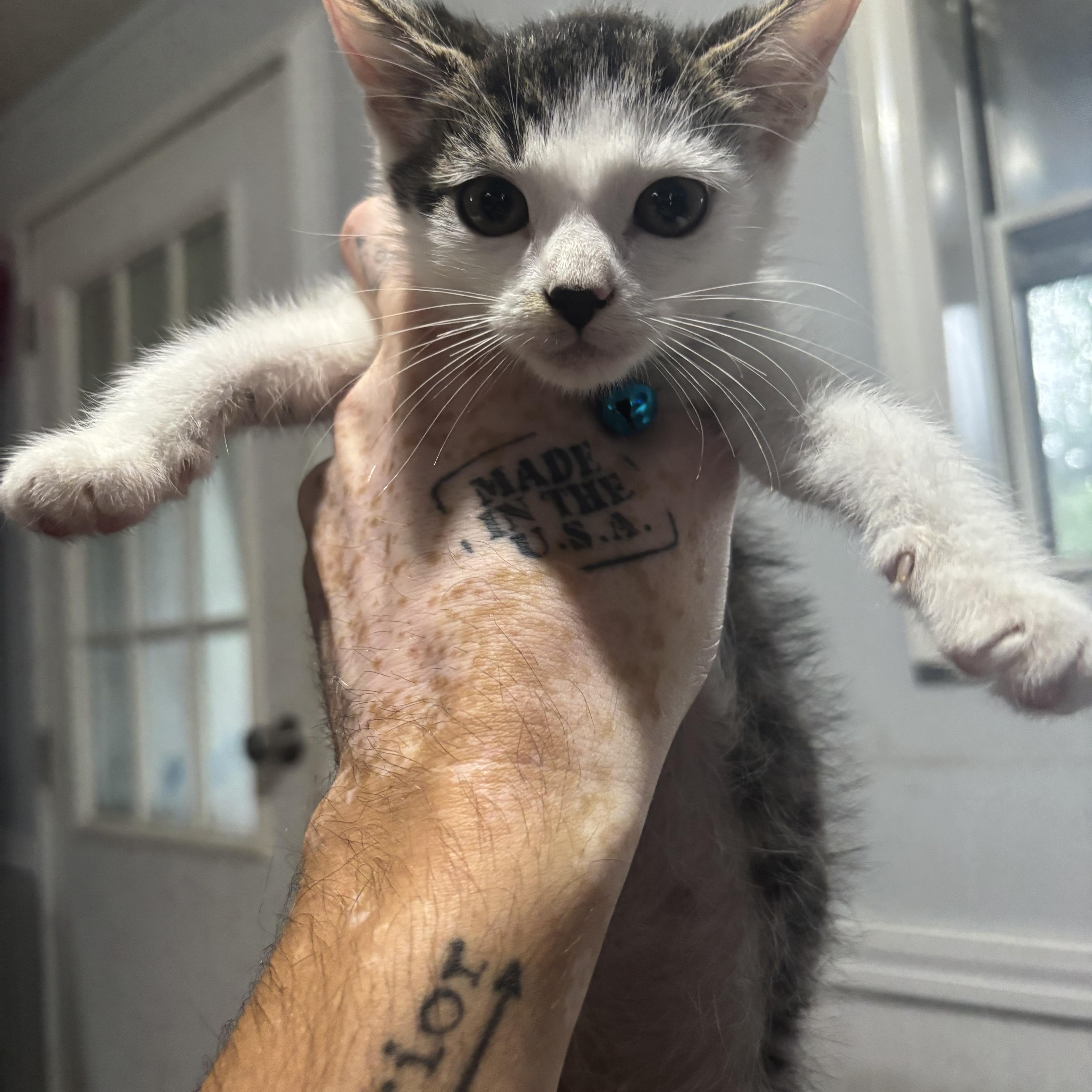 Enlarge Lucky and Moose, a Adoptable American Shorthair in Wadsworth, IL image 4/6