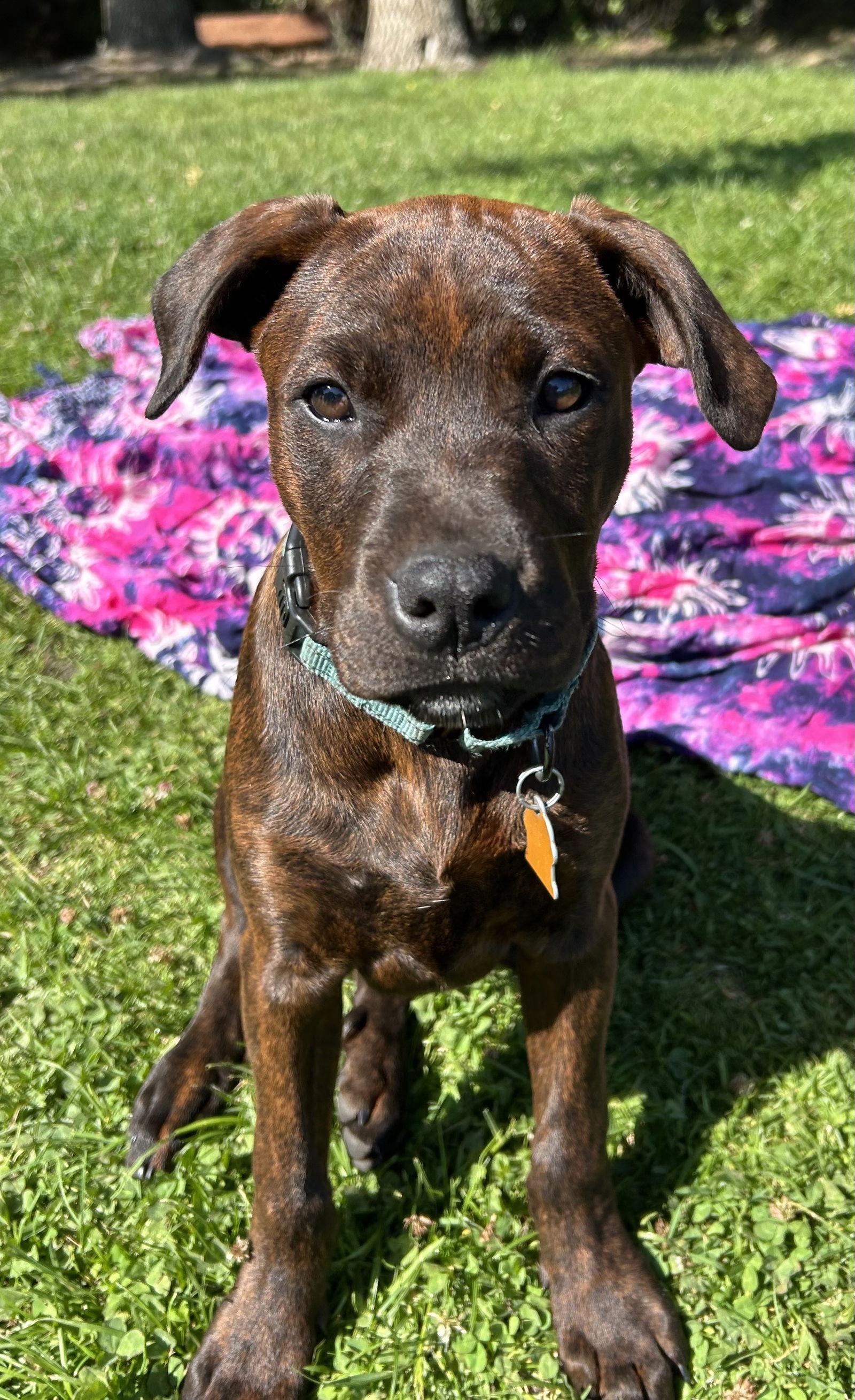 Tig, Adopted, Young Male Hound.