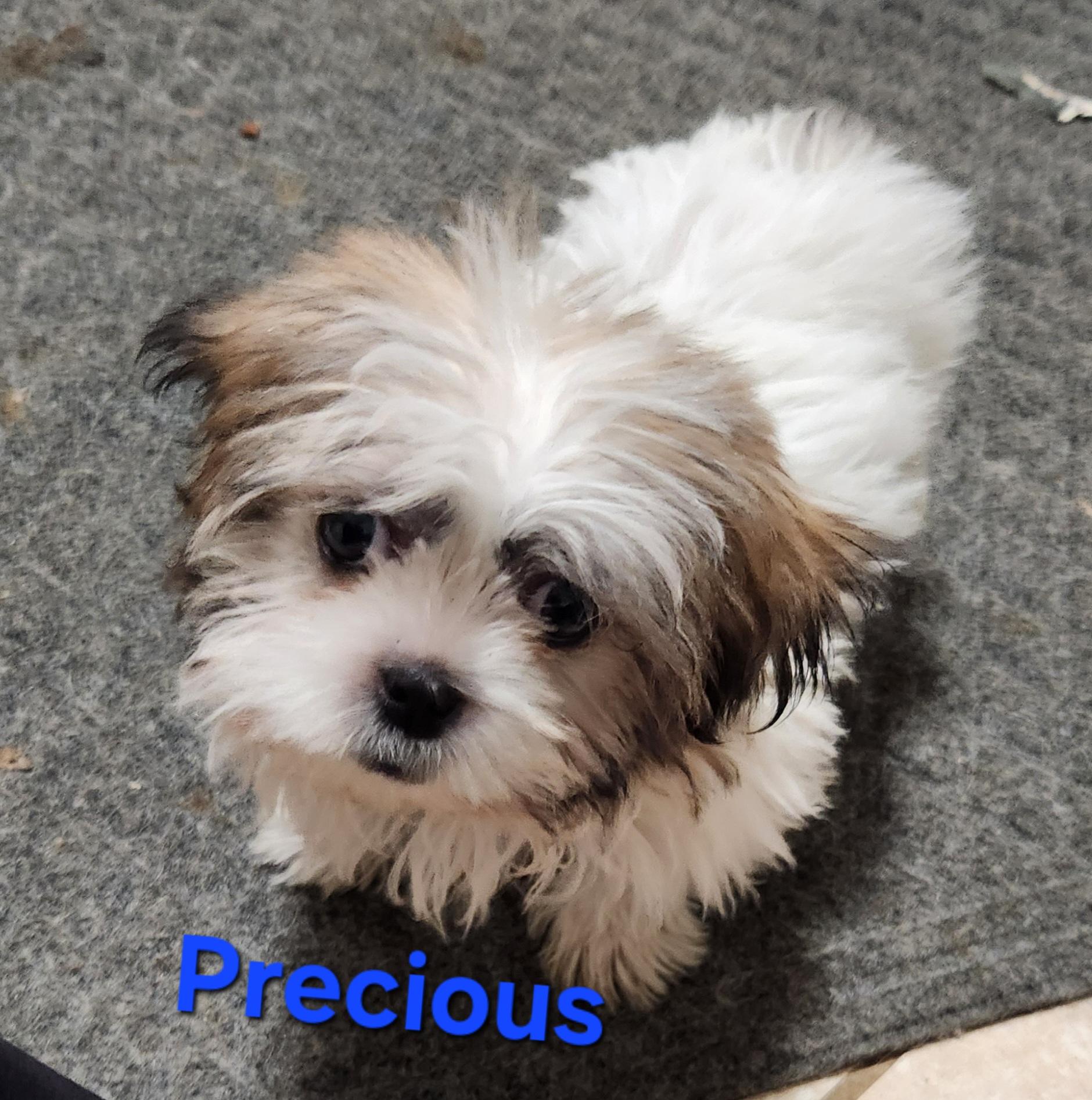 Enlarge Precious, a Adoptable Shih Tzu in North Augusta, SC image 1/1