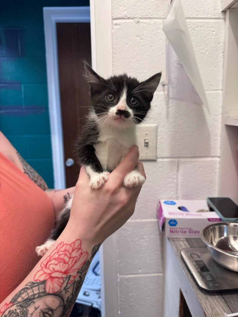 Enlarge Stasche, a Adoptable mixed breed in Johnson City, TN image 2/3