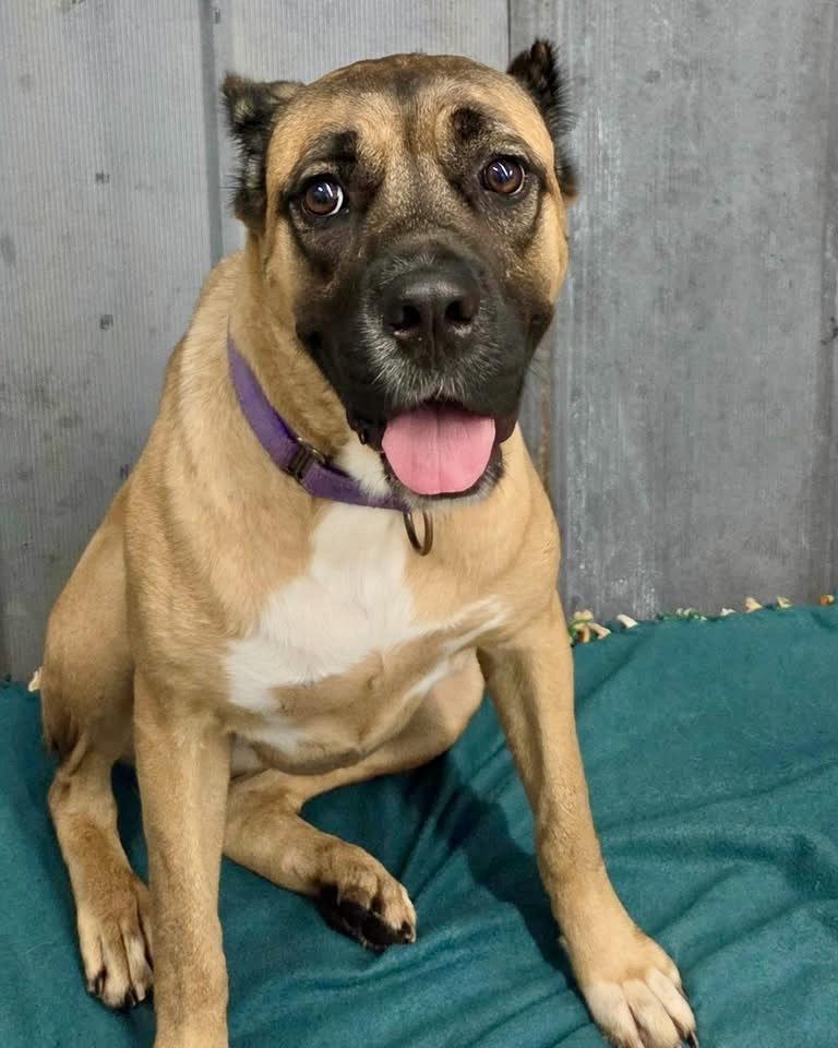 Wynter, Adoptable, Young Female Cane Corso.