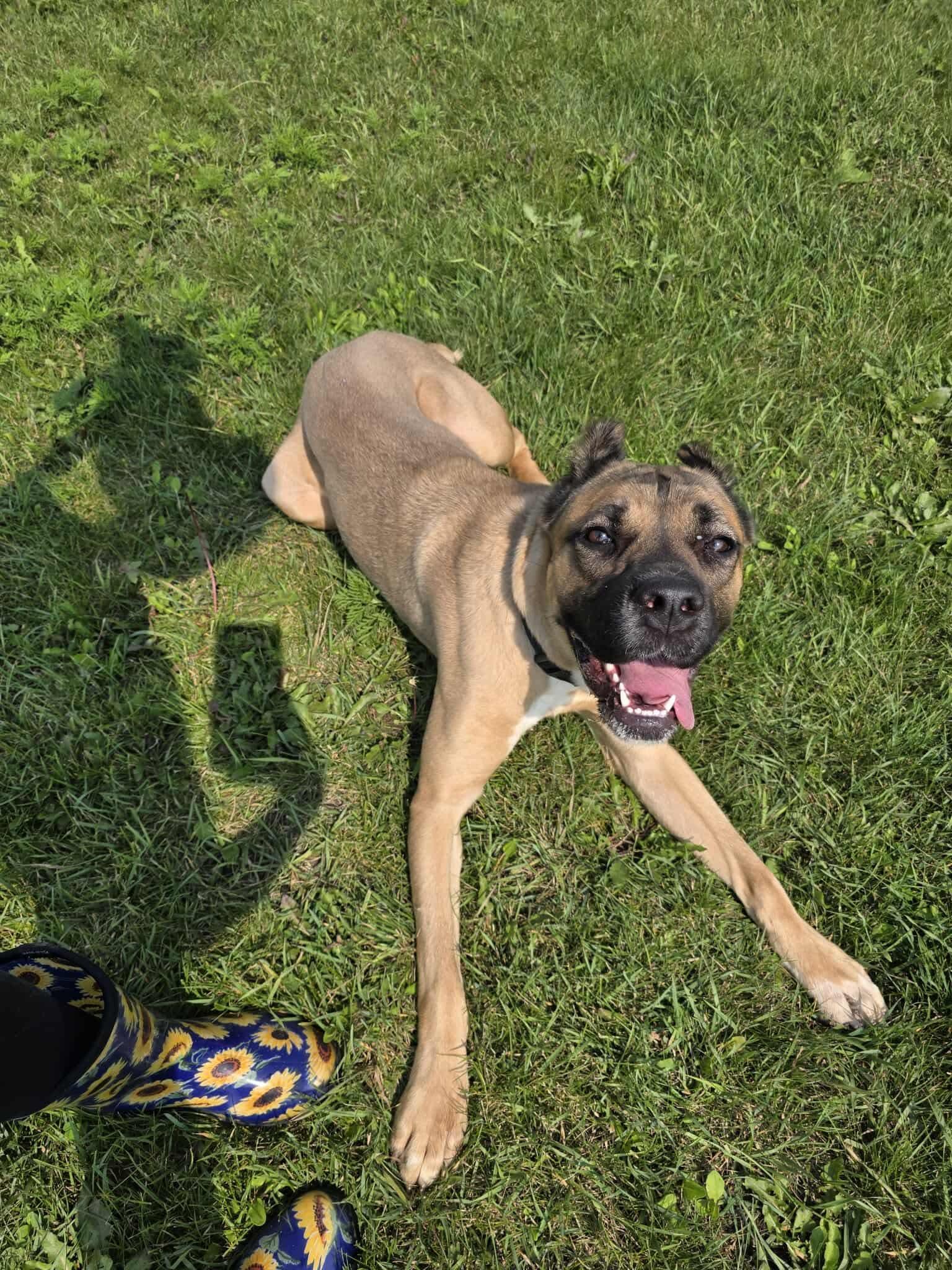 Wynter, Adoptable, Young Female Cane Corso.