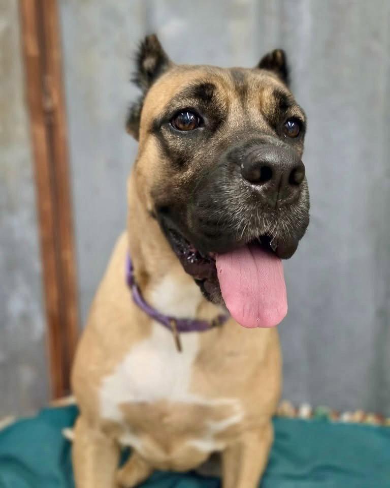 Enlarge Wynter, a Adoptable Cane Corso in Detroit Lakes, MN image 2/3