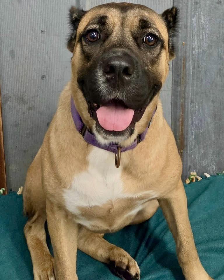 Enlarge Wynter, a Adoptable Cane Corso in Detroit Lakes, MN image 3/3