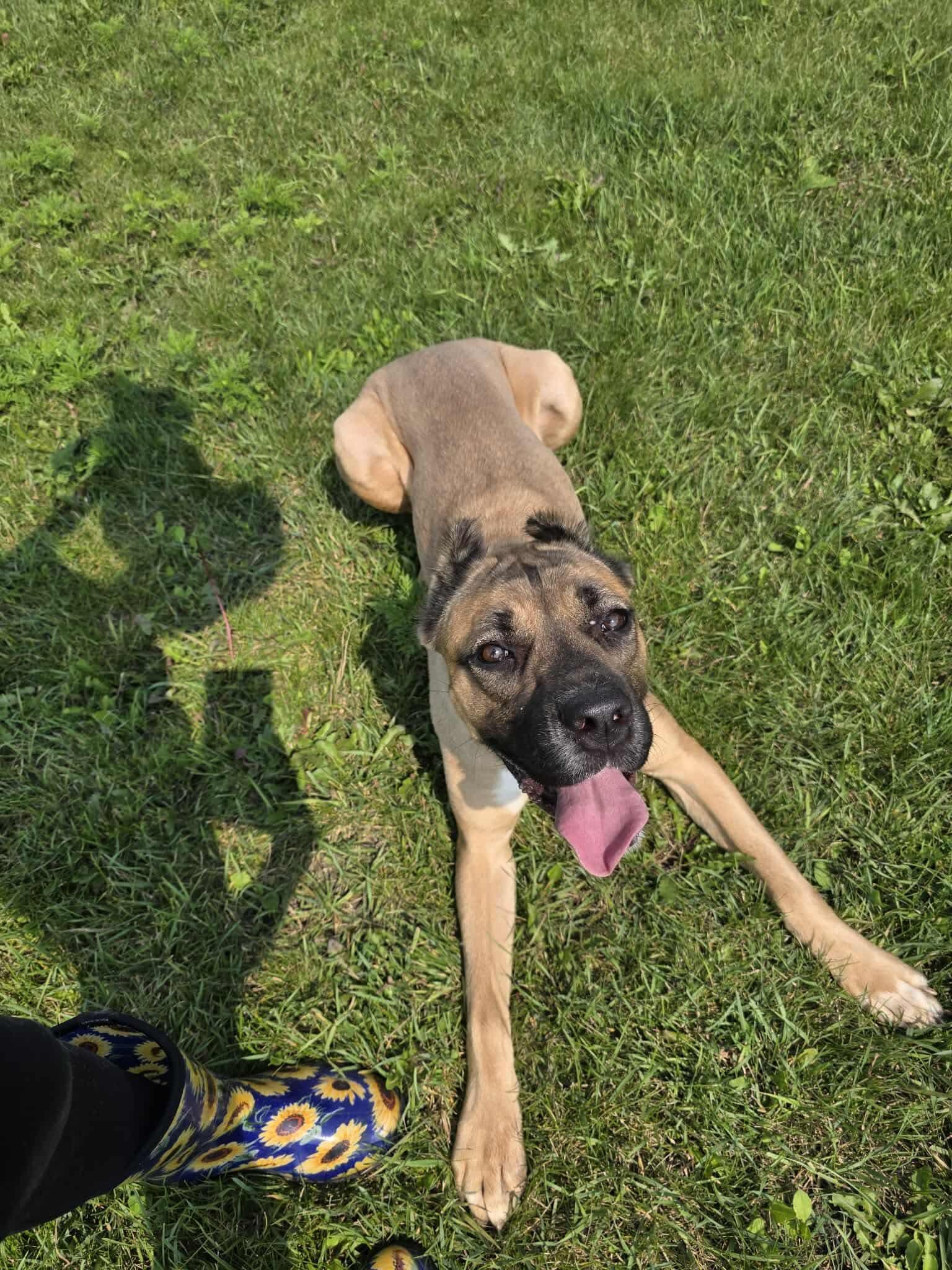 Wynter, a Adoptable Cane Corso in Detroit Lakes, MN image 2/3