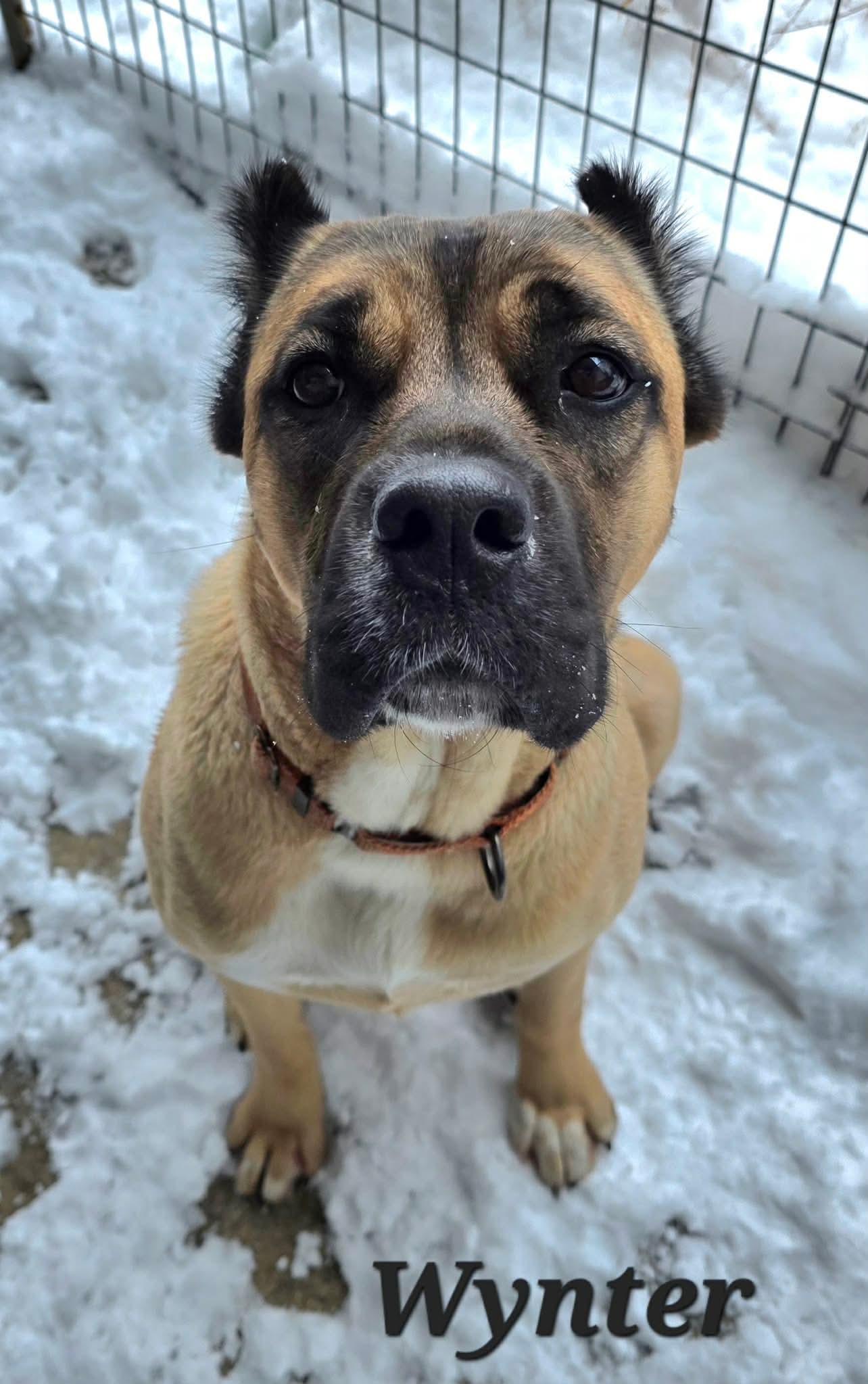 Enlarge Wynter, a Adoptable Cane Corso in Detroit Lakes, MN image 2/3