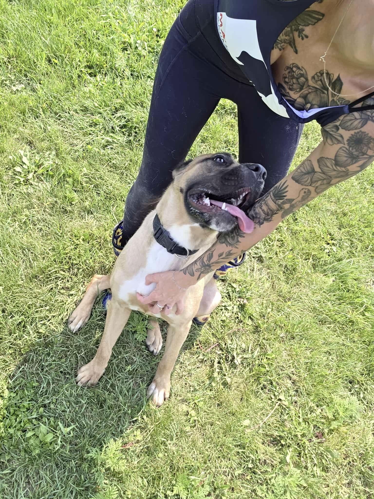 Wynter, a Adoptable Cane Corso in Detroit Lakes, MN image 3/3