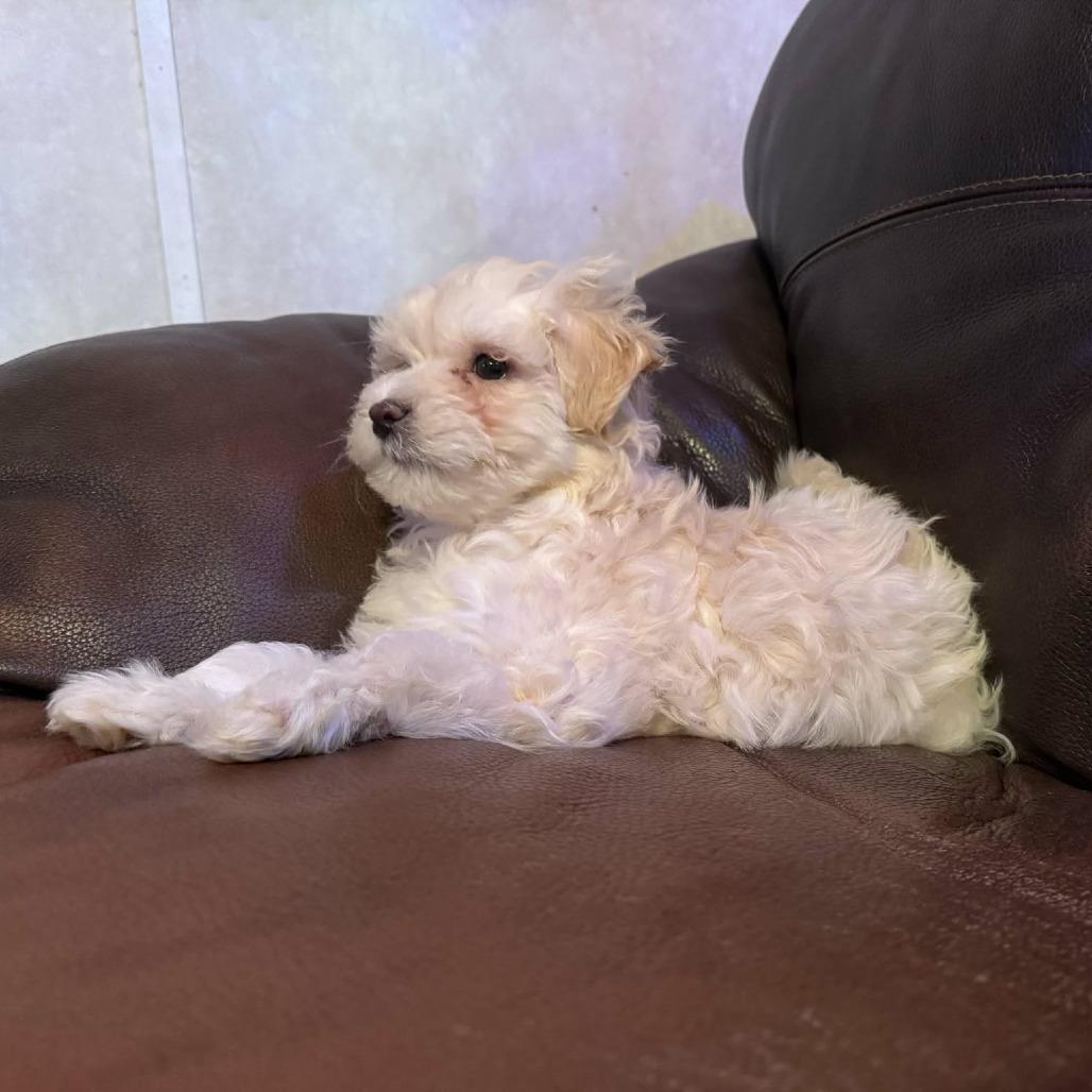Winston, Adoptable, Puppy Male Shih Tzu & Bichon Frise.