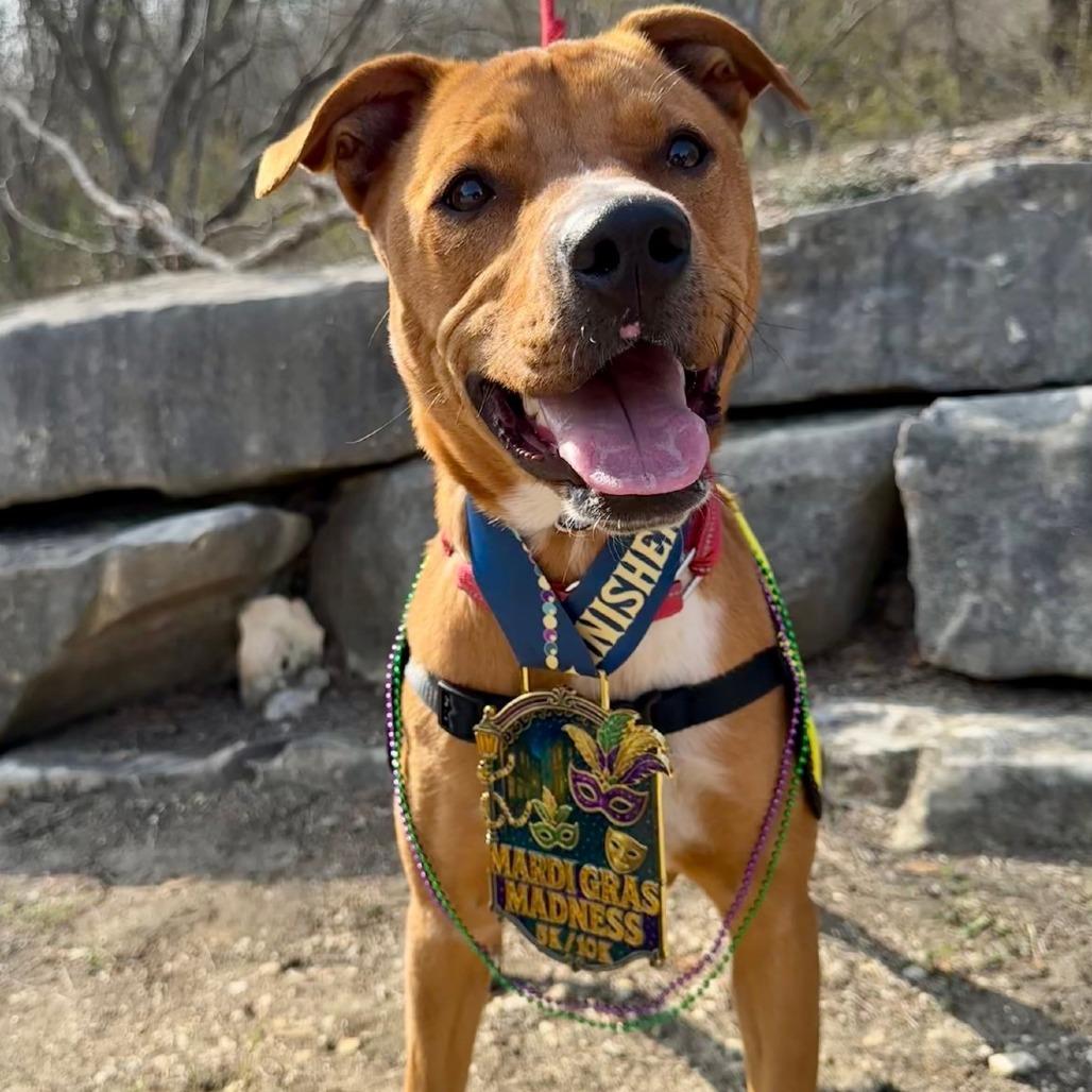 Peanut, Adoptable, Young Female Terrier.