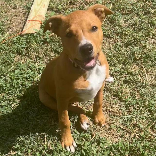 Enlarge Peanut, a Adoptable mixed breed in San Antonio, TX image 2/6