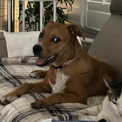 Enlarge Peanut, a Adoptable mixed breed in San Antonio, TX image 3/6