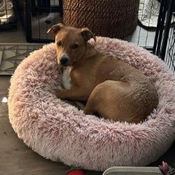 Enlarge Peanut, a Adoptable mixed breed in San Antonio, TX image 4/6