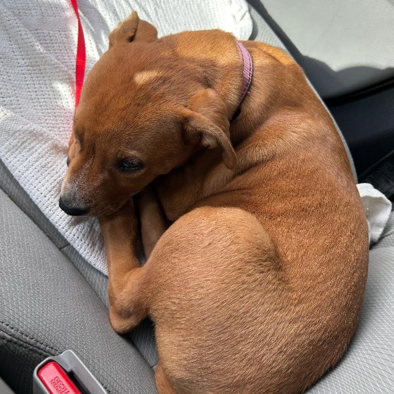 Enlarge Peanut, a Adoptable mixed breed in San Antonio, TX image 5/6