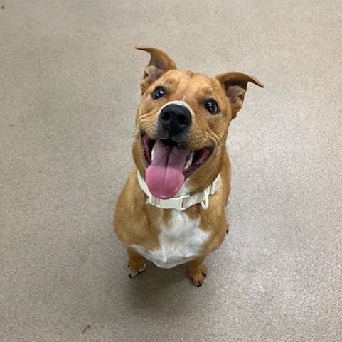 Enlarge Peanut, a Adoptable mixed breed in San Antonio, TX image 6/6