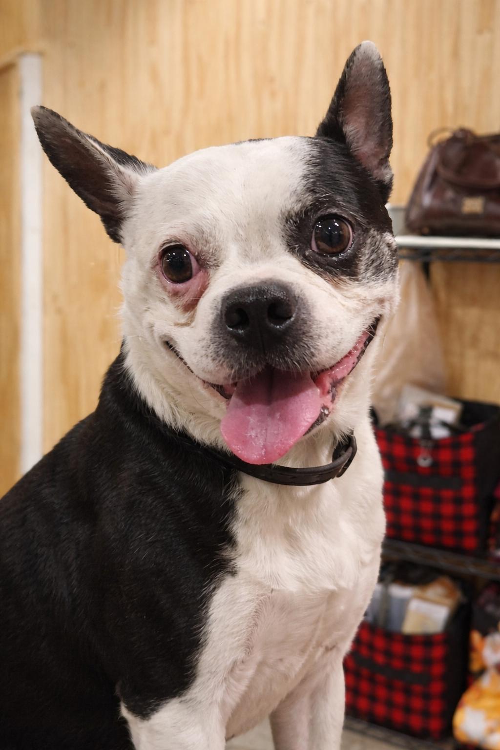 Diesel , adopted, Adult Male Boston Terrier.