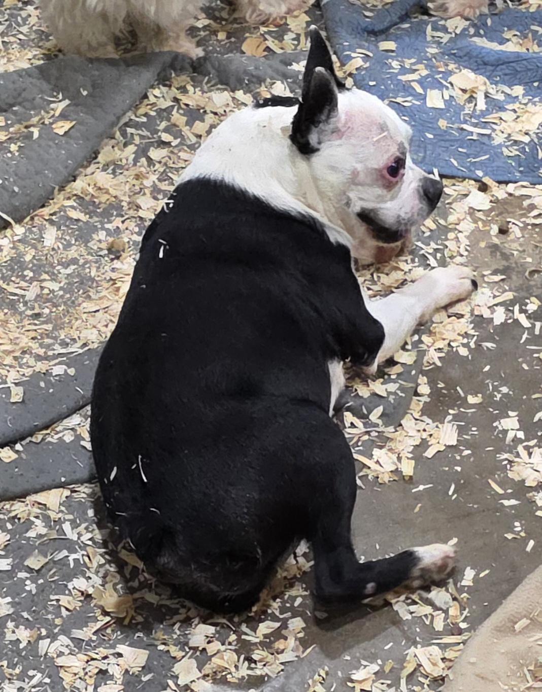 Diesel , an adopted Boston Terrier in Wheelersburg, OH image 3/4