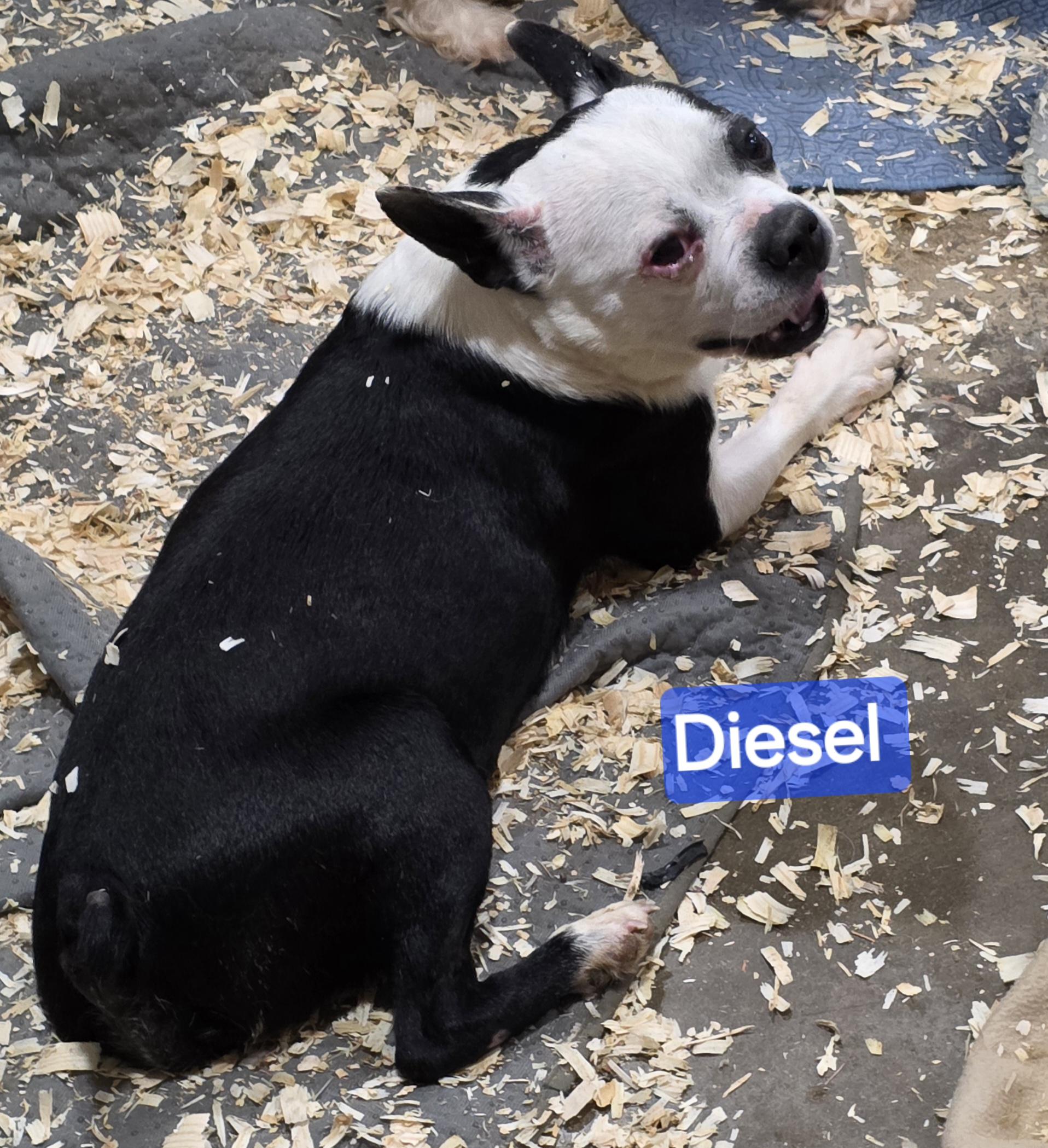 Diesel , an adopted Boston Terrier in Wheelersburg, OH image 2/4