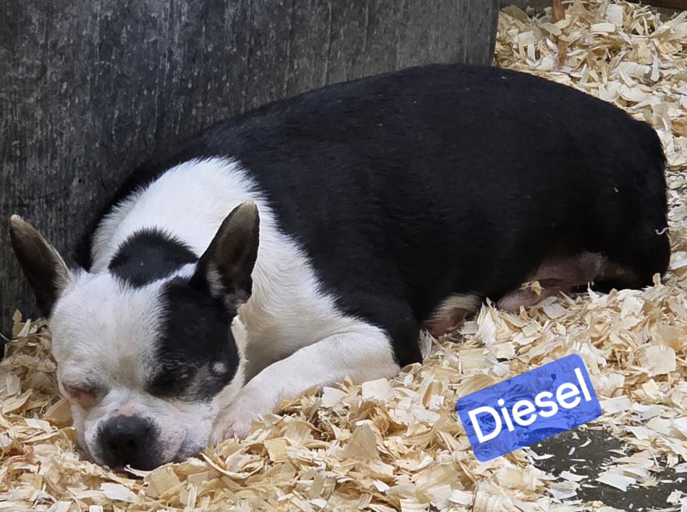 Diesel , an adopted Boston Terrier in Wheelersburg, OH image 4/4