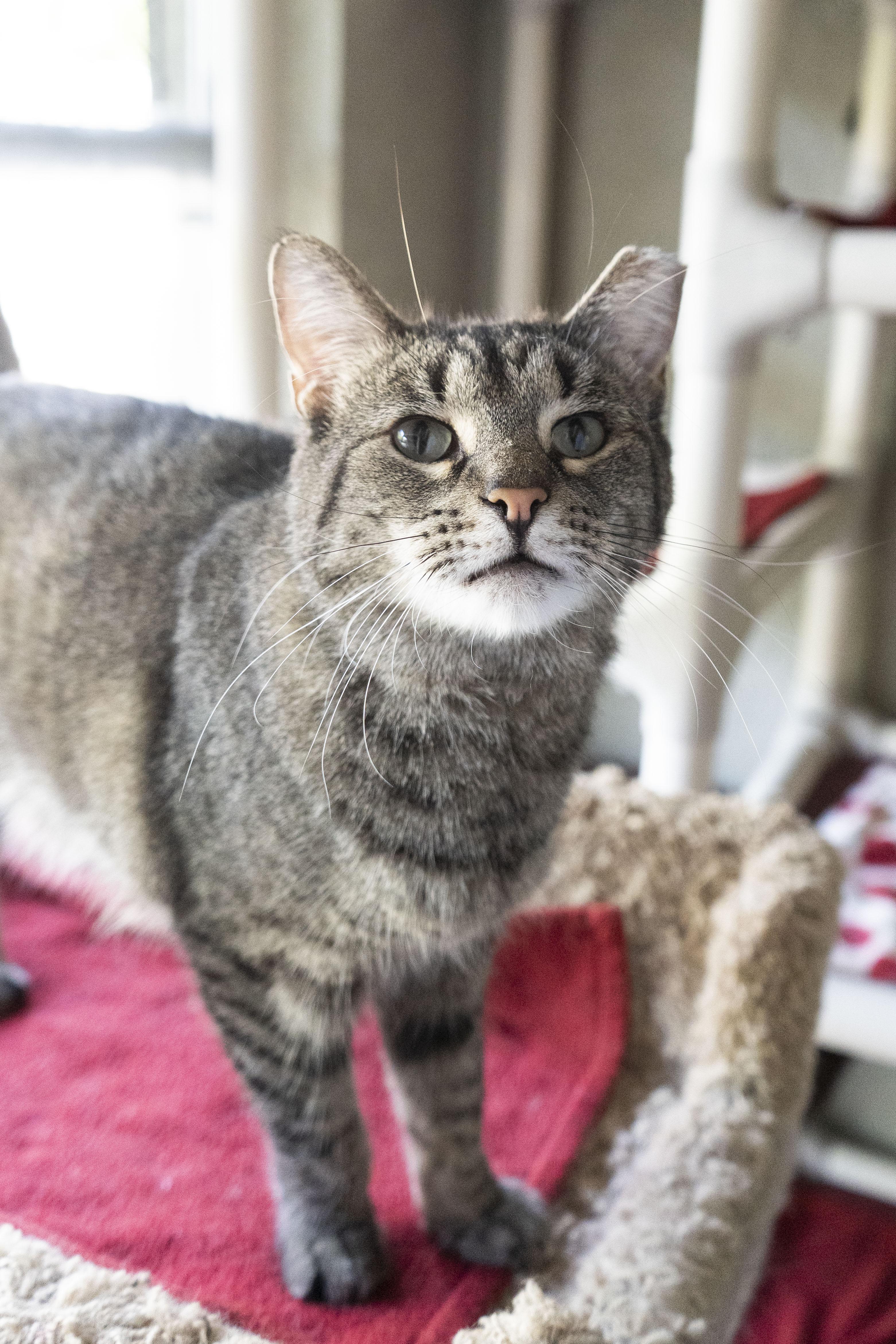 Timmy, ADOPTABLE, Adult Male Domestic Short Hair.