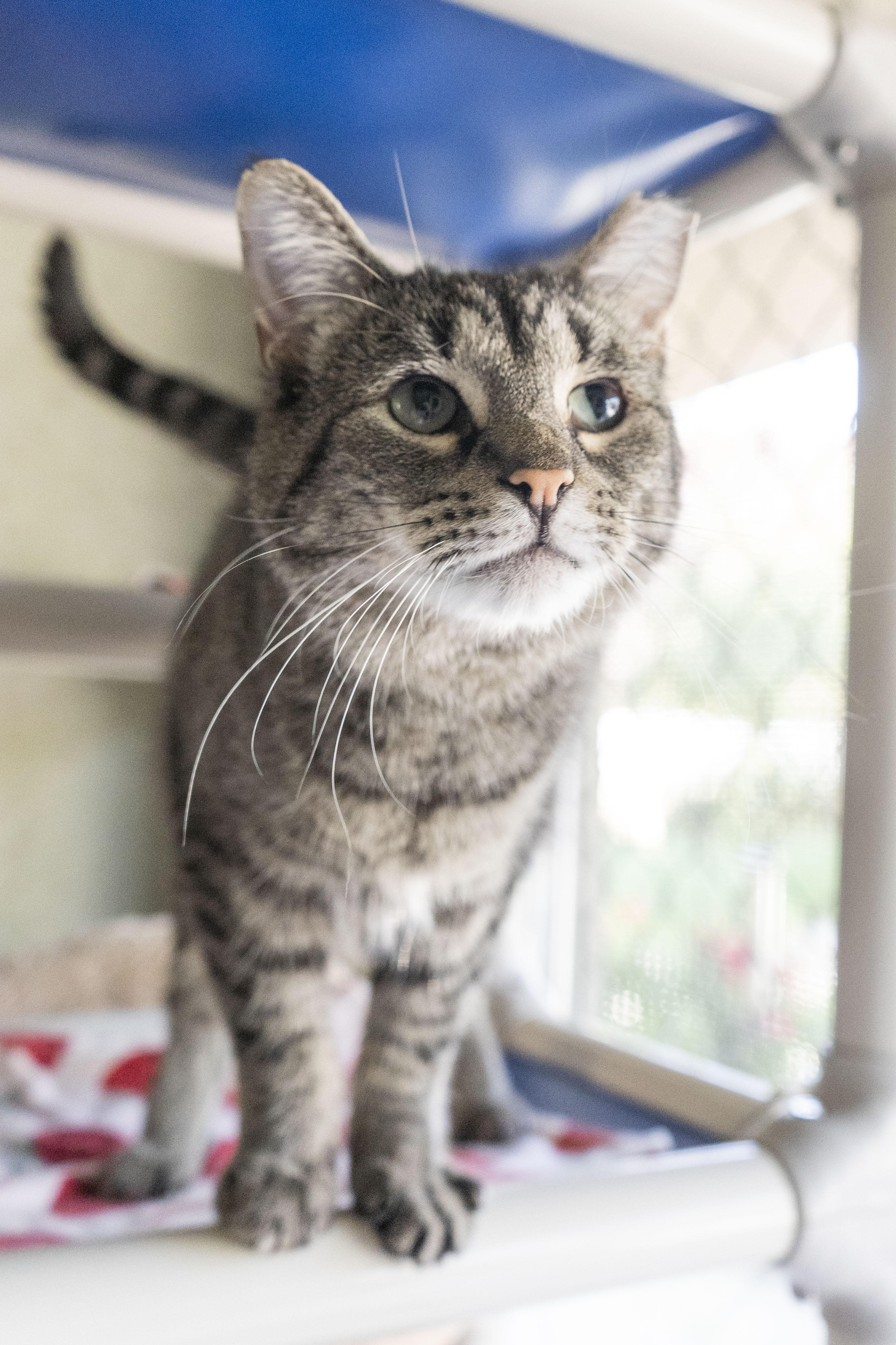 Enlarge Timmy, a ADOPTABLE Domestic Short Hair in Boise, ID image 2/3