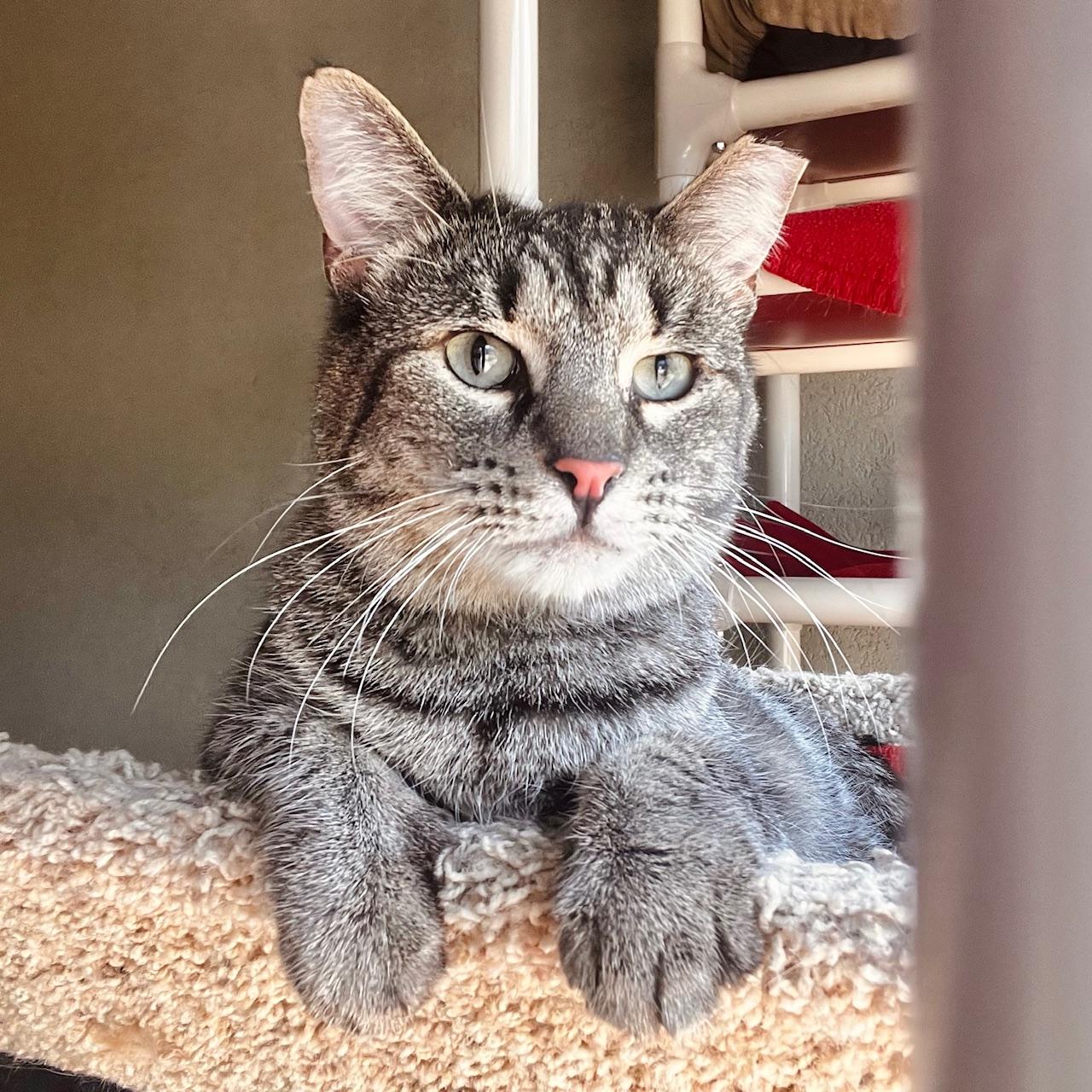 Enlarge Timmy, a ADOPTABLE Domestic Short Hair in Boise, ID image 3/3