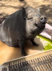 Enlarge Hamlet & Pickles, a Adopted Pot Bellied in Mount Juliet, TN image 1/2