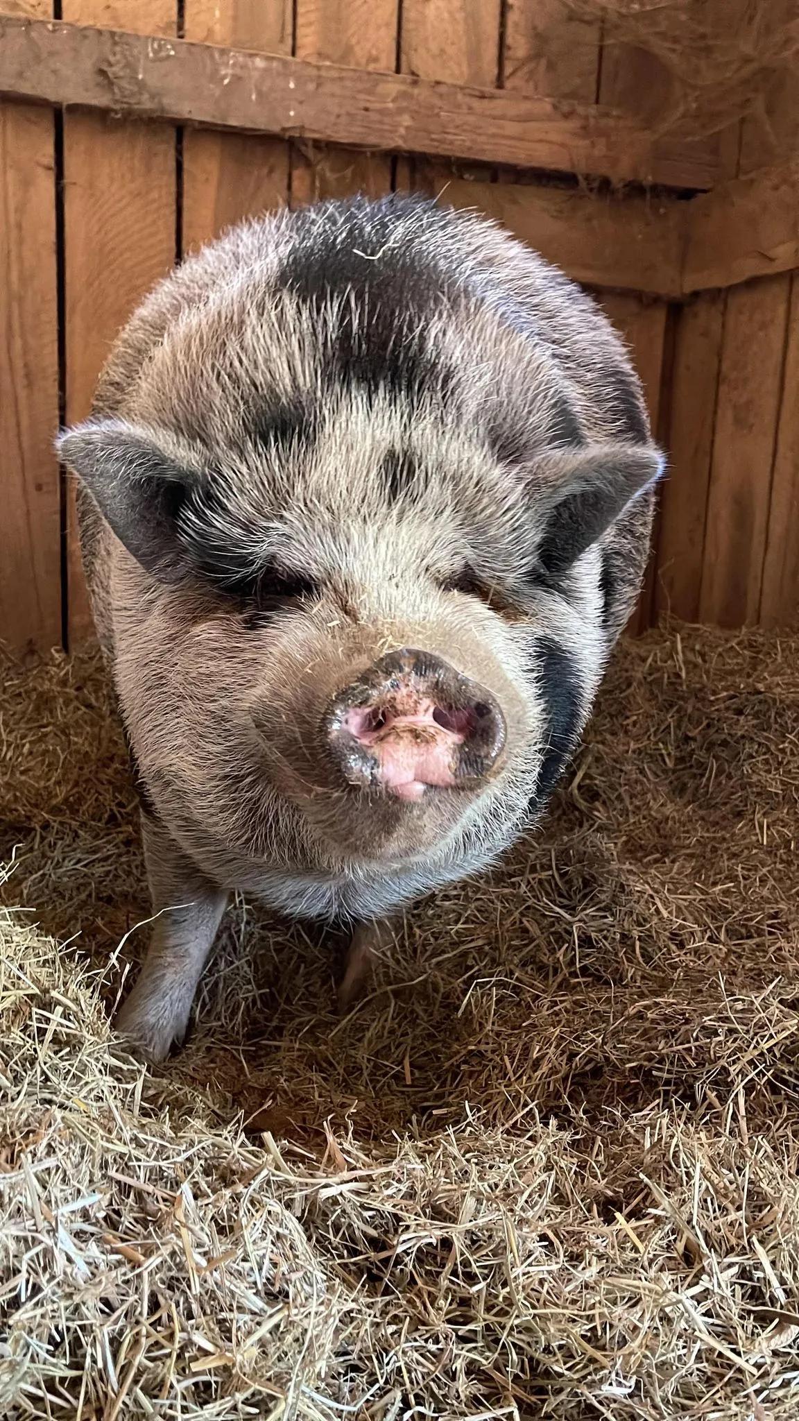 Enlarge Hamlet & Pickles, a Adopted Pot Bellied in Mount Juliet, TN image 2/2