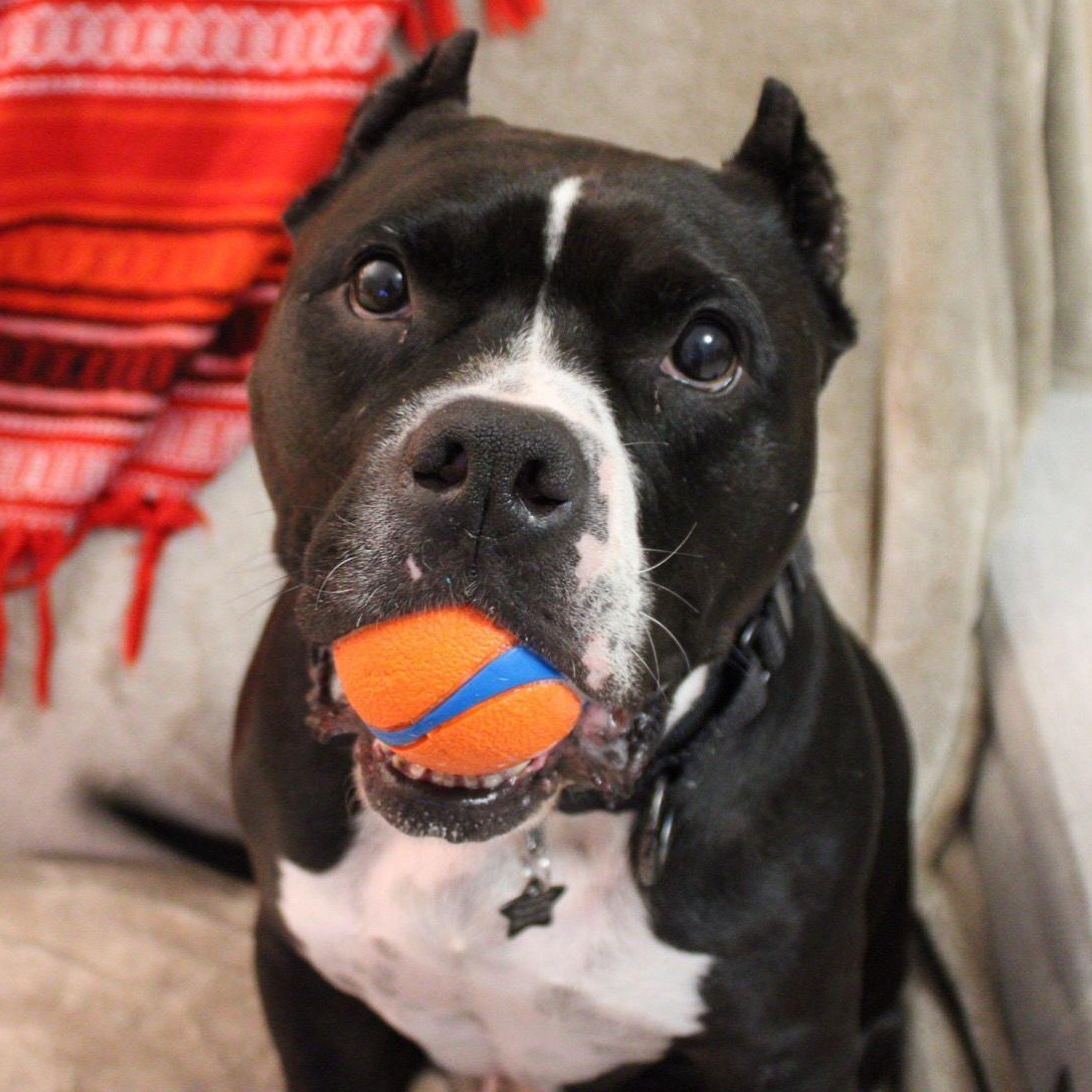 Roko, ADOPTABLE, Adult Male American Staffordshire Terrier.