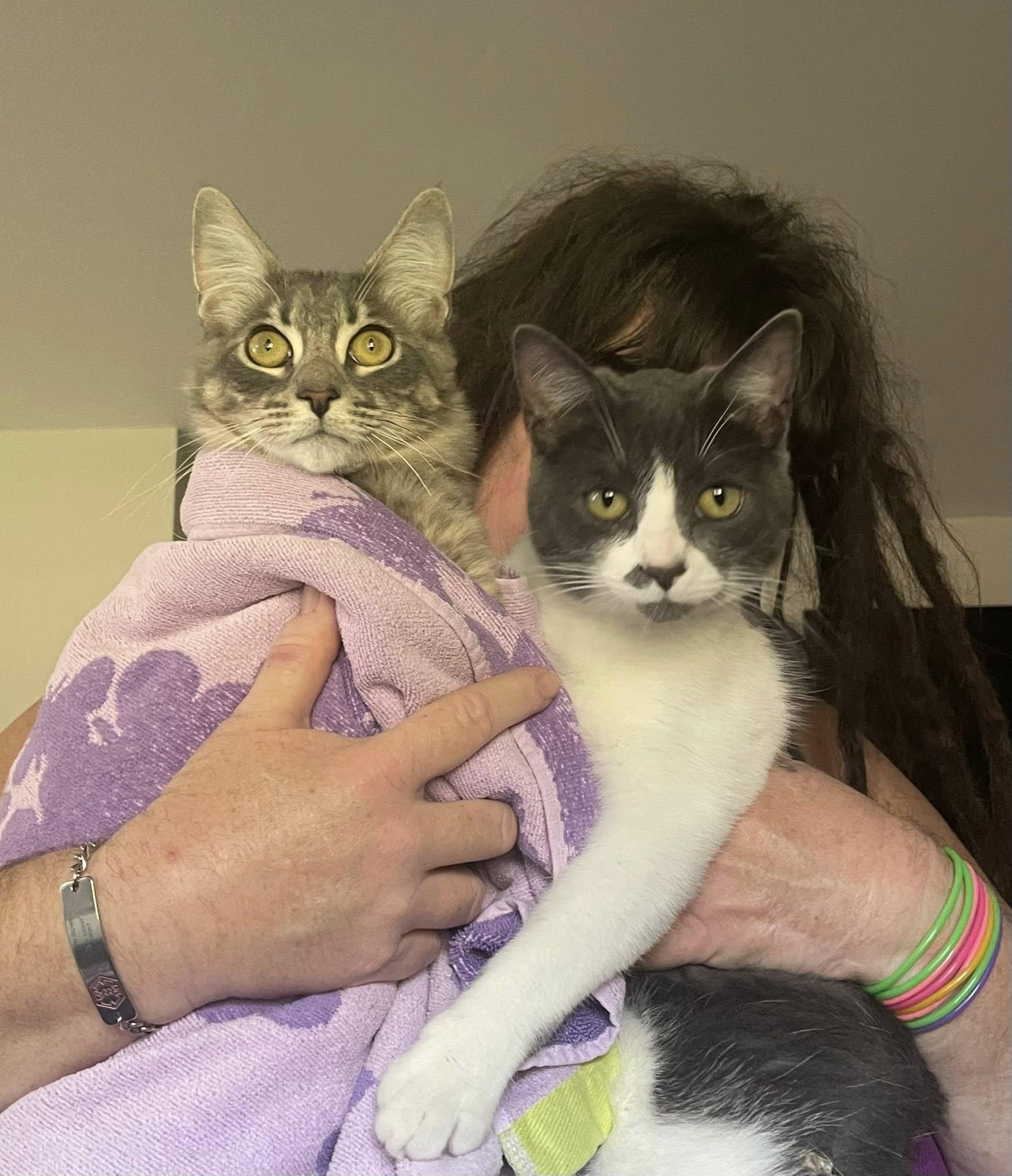 Zipper & Velcro, a ADOPTABLE Domestic Short Hair image 1/4