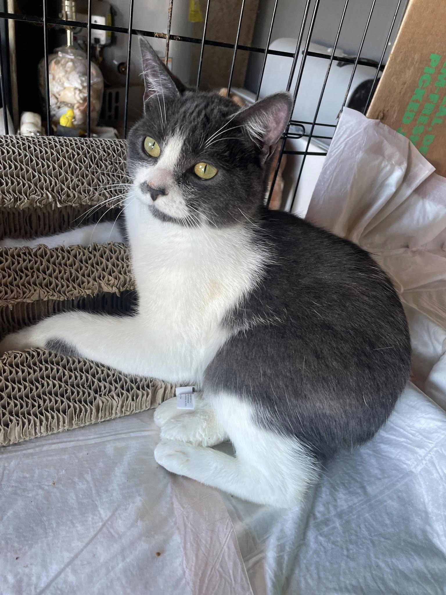 Zipper & Velcro, a ADOPTABLE Domestic Short Hair image 2/4