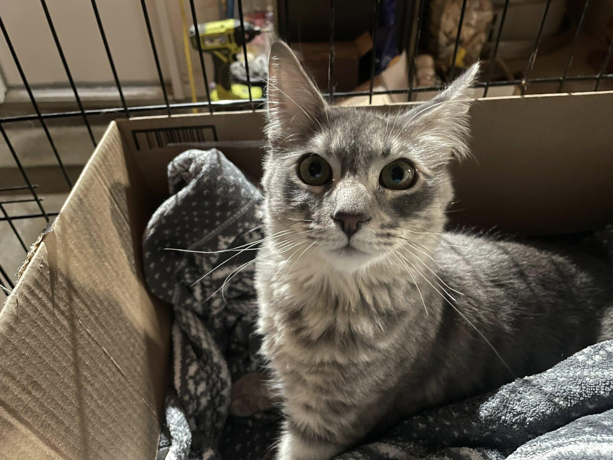 Zipper & Velcro, a ADOPTABLE Domestic Short Hair image 3/4