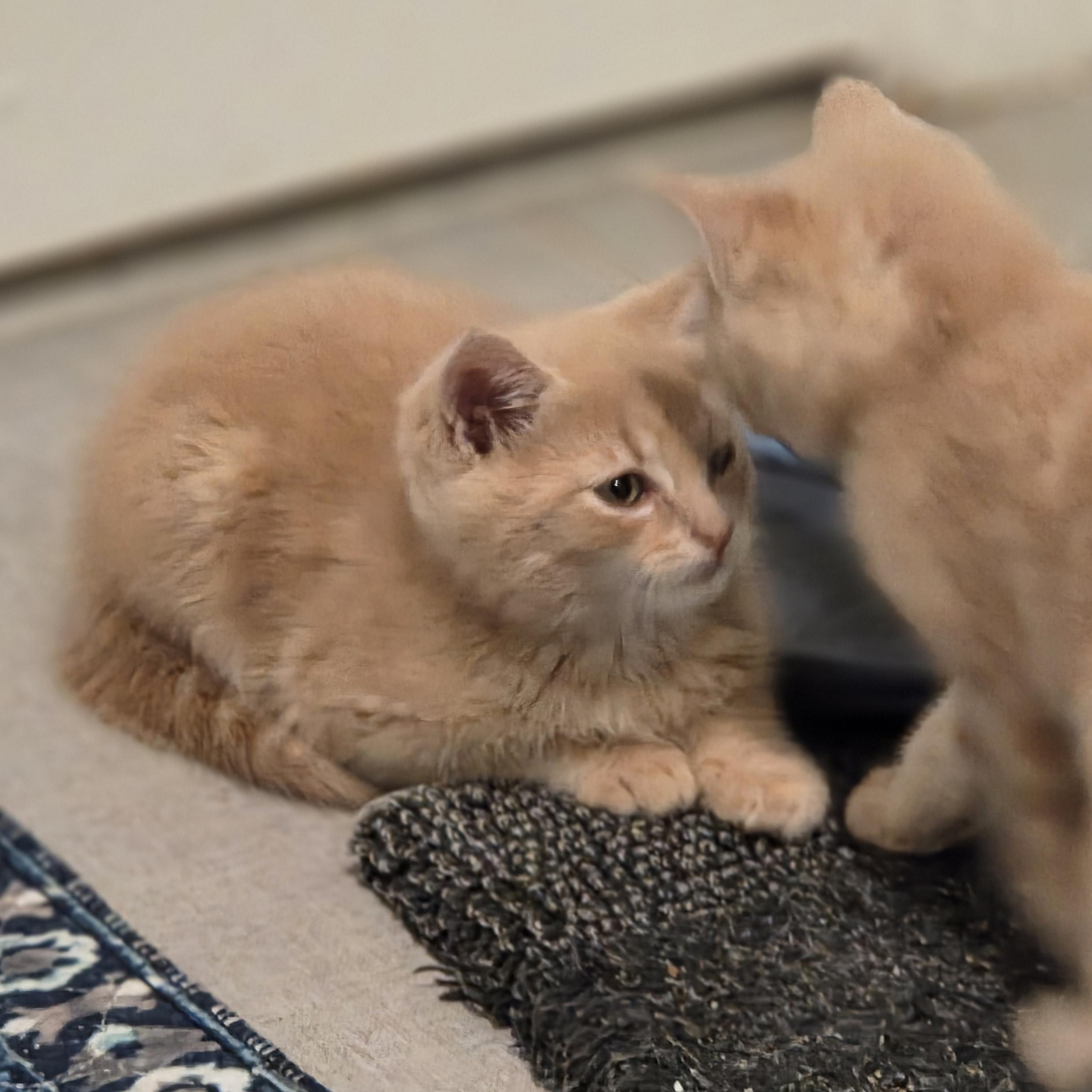 Enlarge Pepper, a Adoptable Tabby in Bayonne, NJ image 2/2