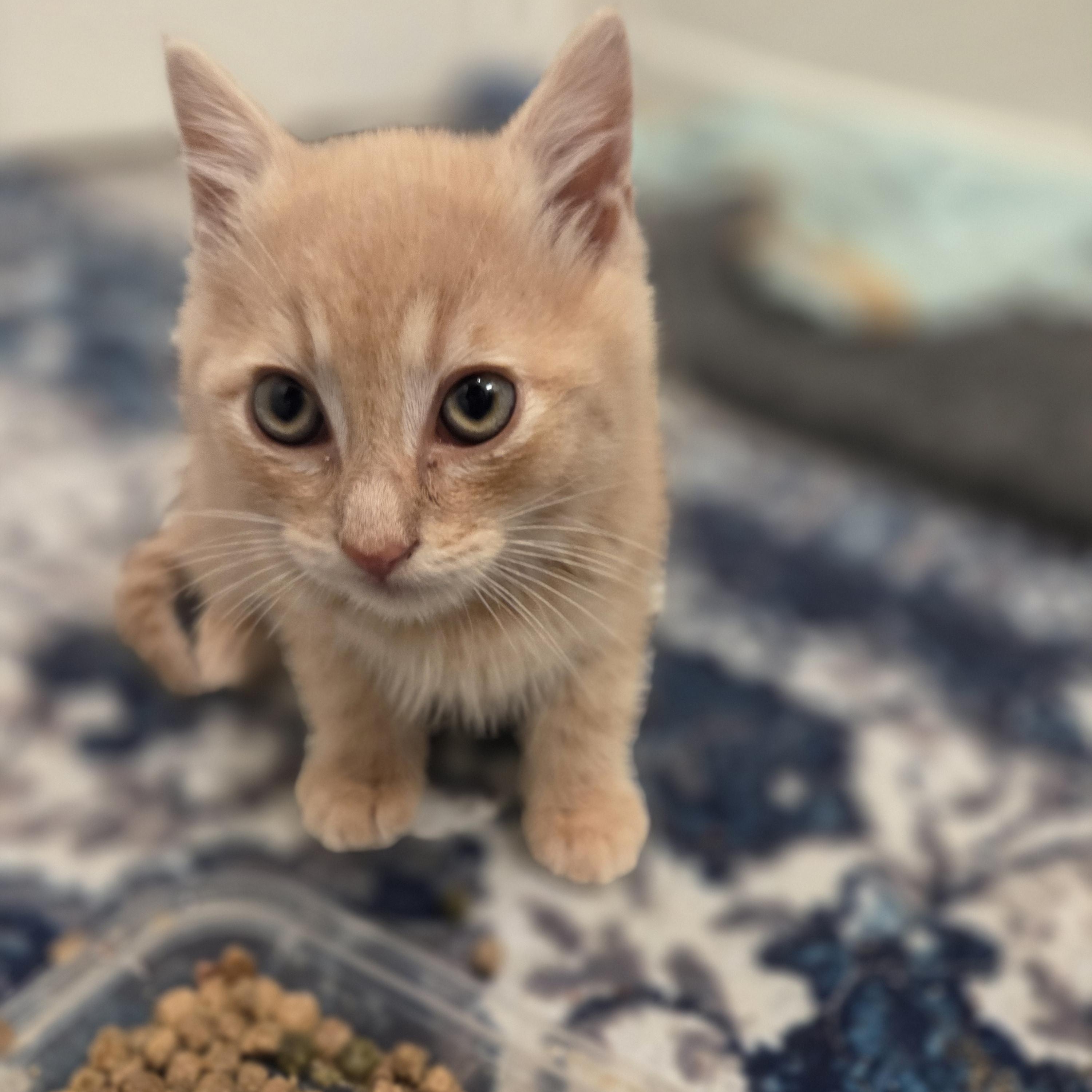 Enlarge Pepper, a Adoptable Tabby in Bayonne, NJ image 1/2