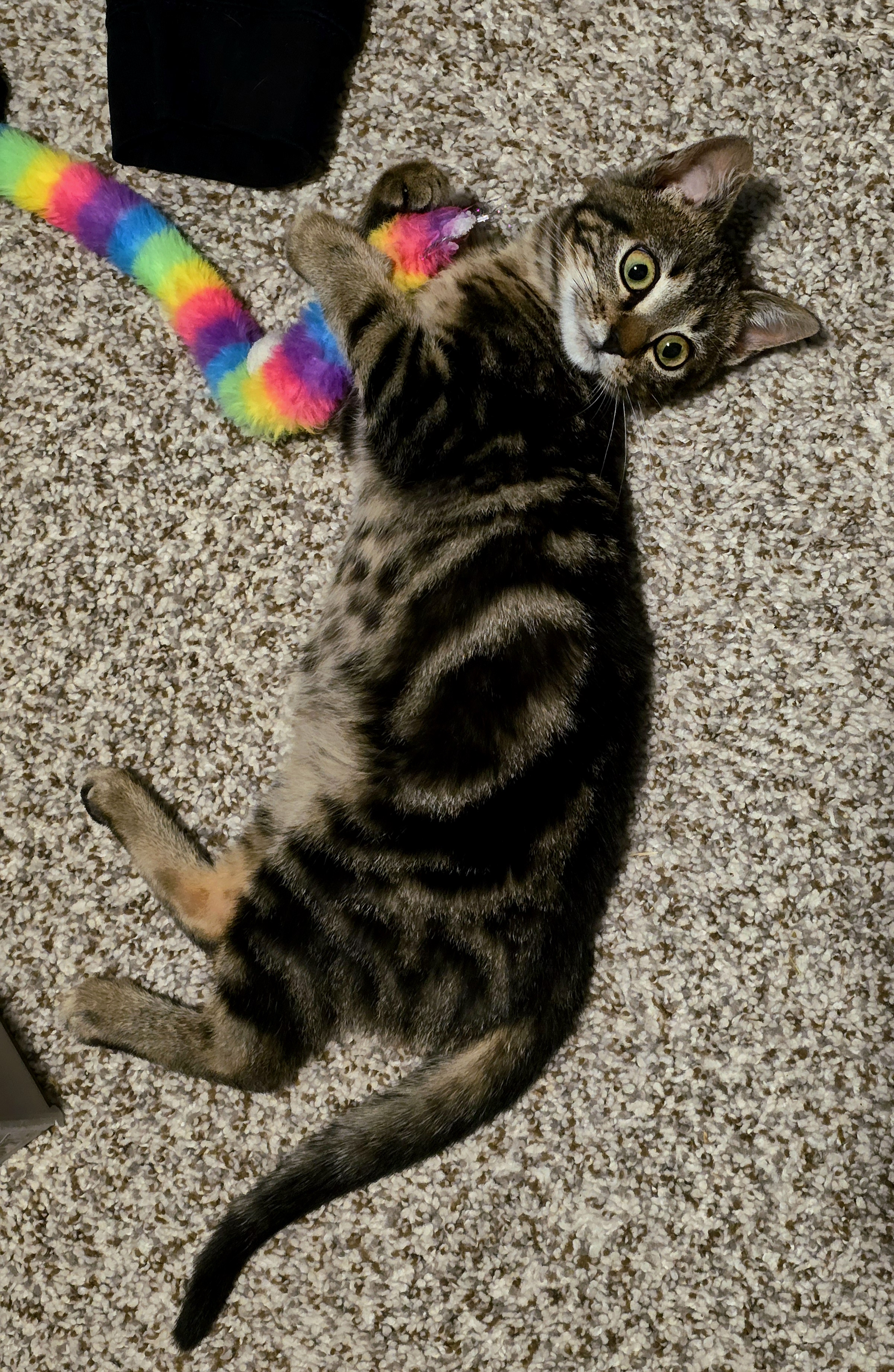 Spell, Adoptable, Young Female Domestic Short Hair.