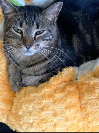 Spell, a Adoptable Domestic Short Hair in Centerville, GA image 2/2