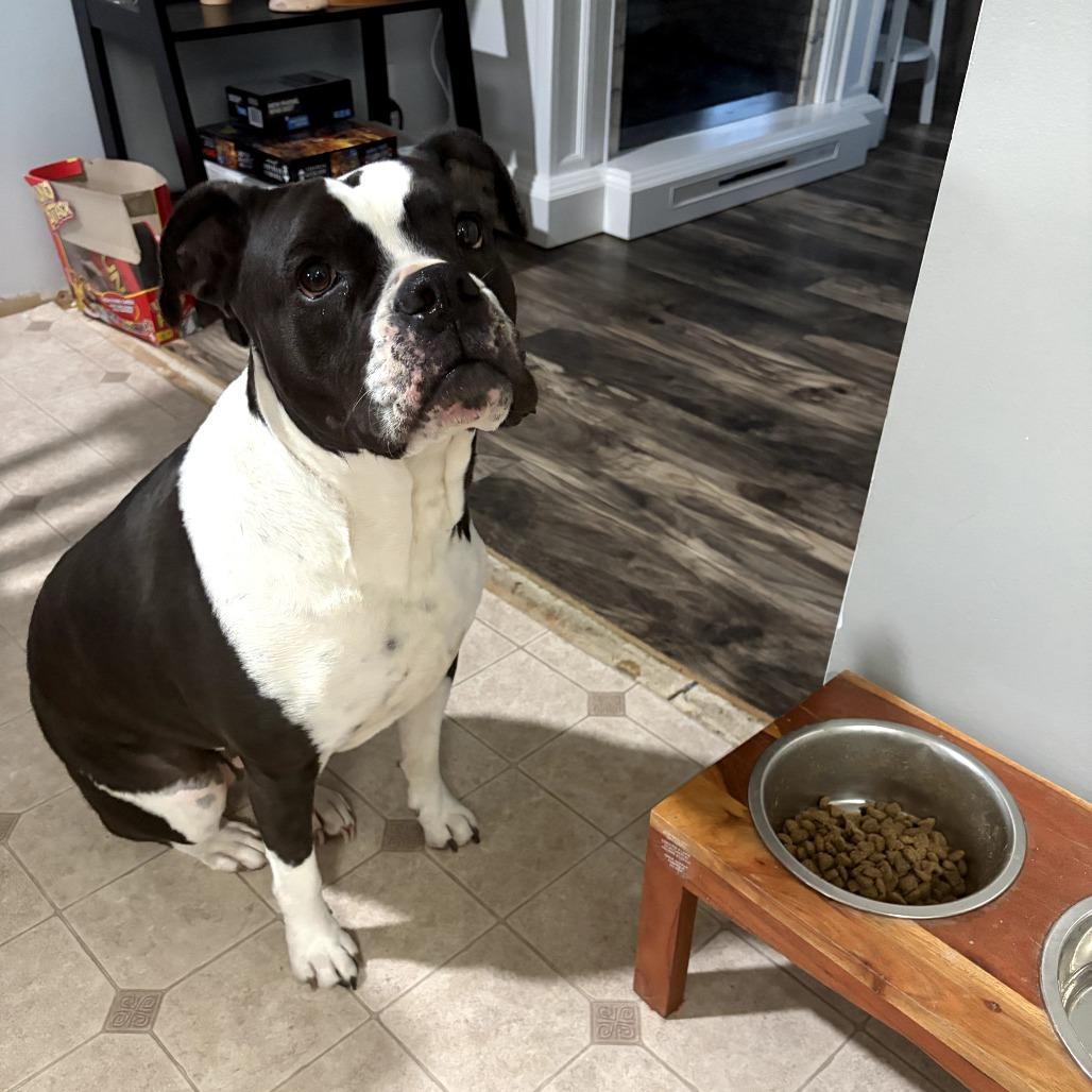 Luna, Adoptable, Adult Female Pit Bull Terrier & English Bulldog.