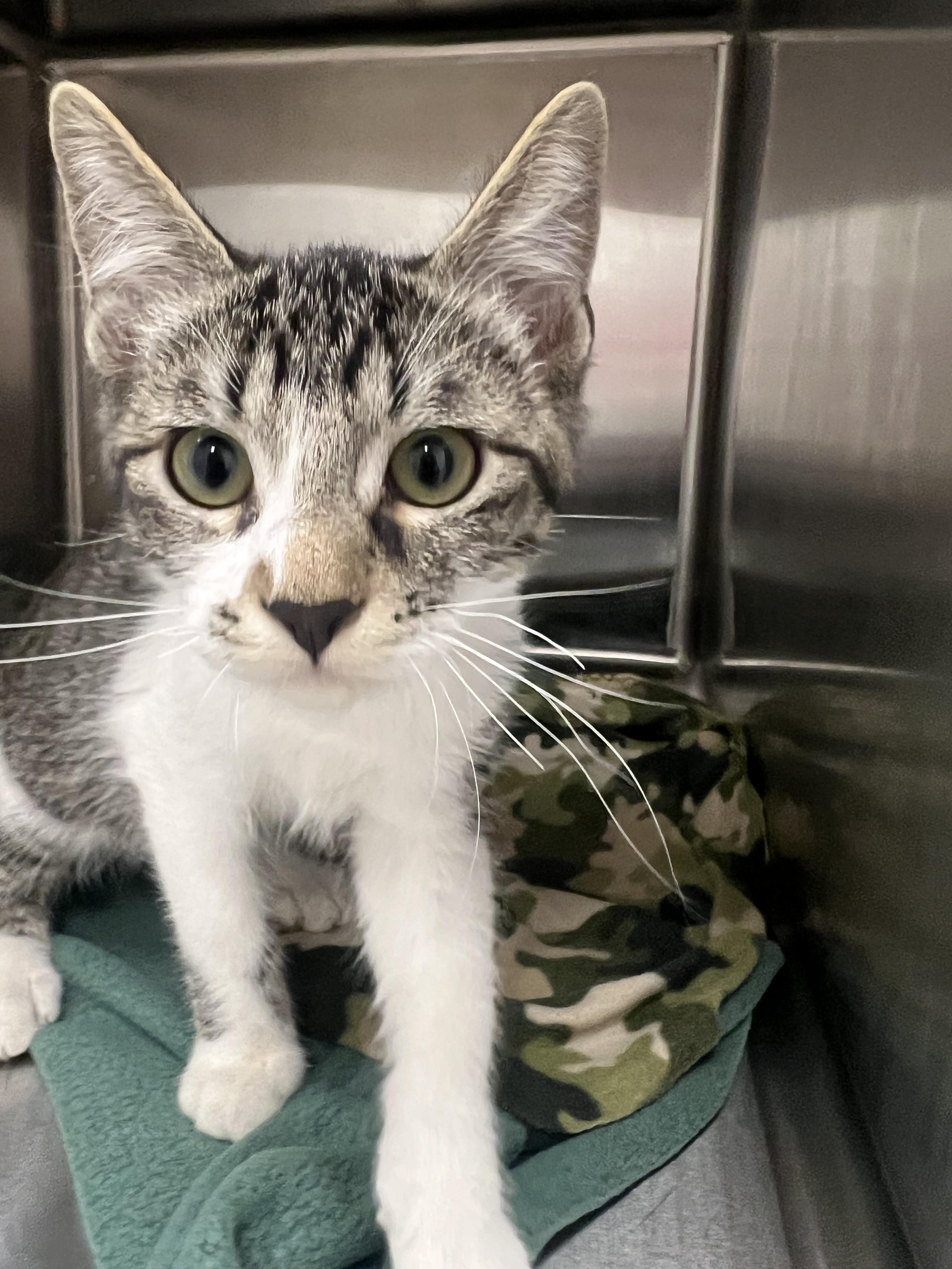 Louis, Adoptable, Kitten Male Domestic Short Hair.